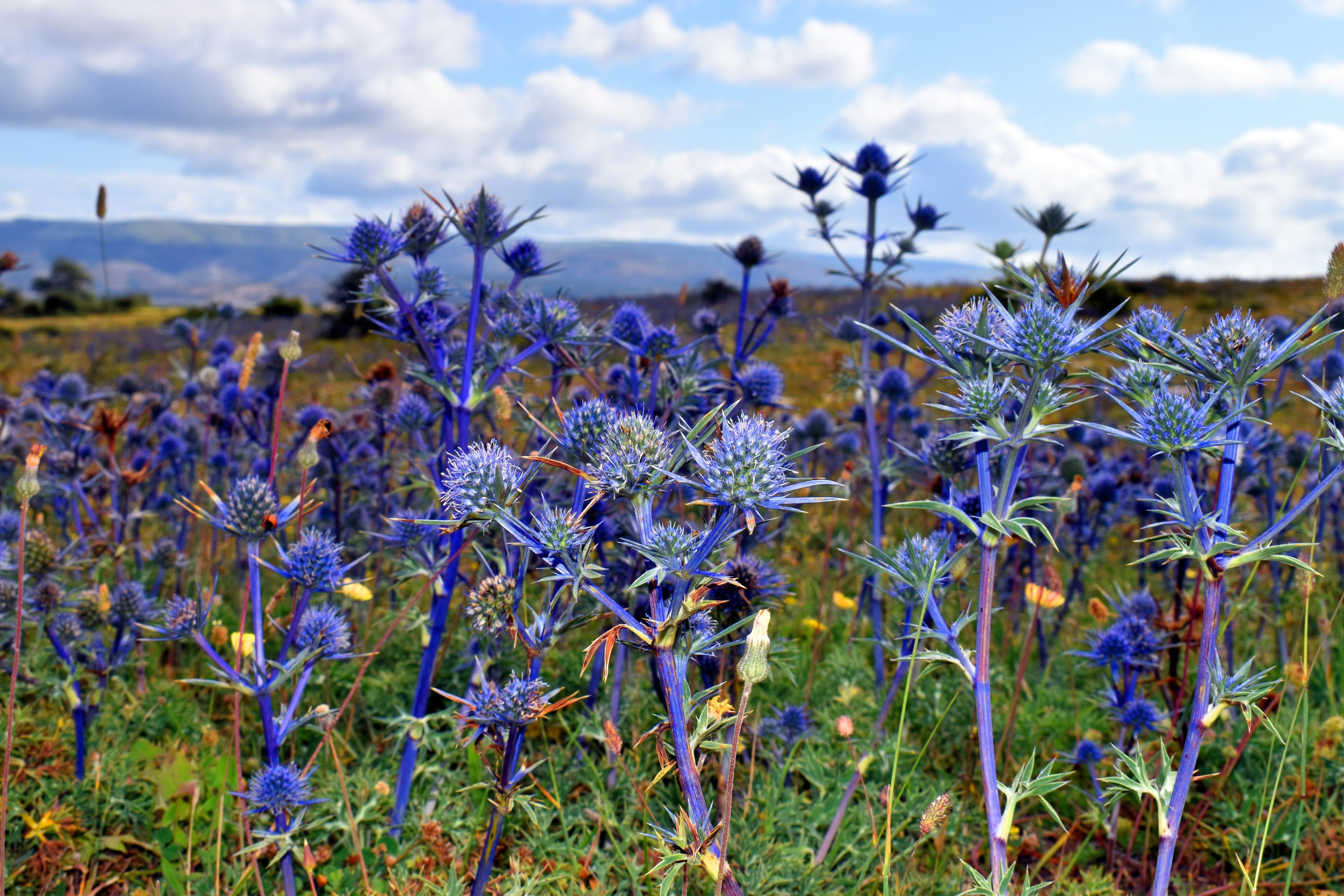 25 BLUE Star SEA HOLLY Eryngium Alpinum Flower Seeds