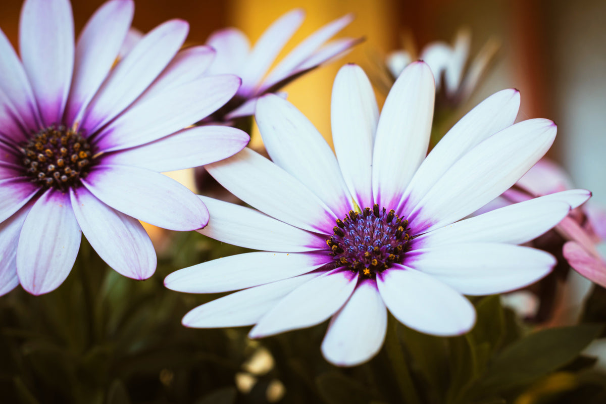 50 WHITE AFRICAN Cape DAISY Dimorphotheca Sinuata Flower Seeds
