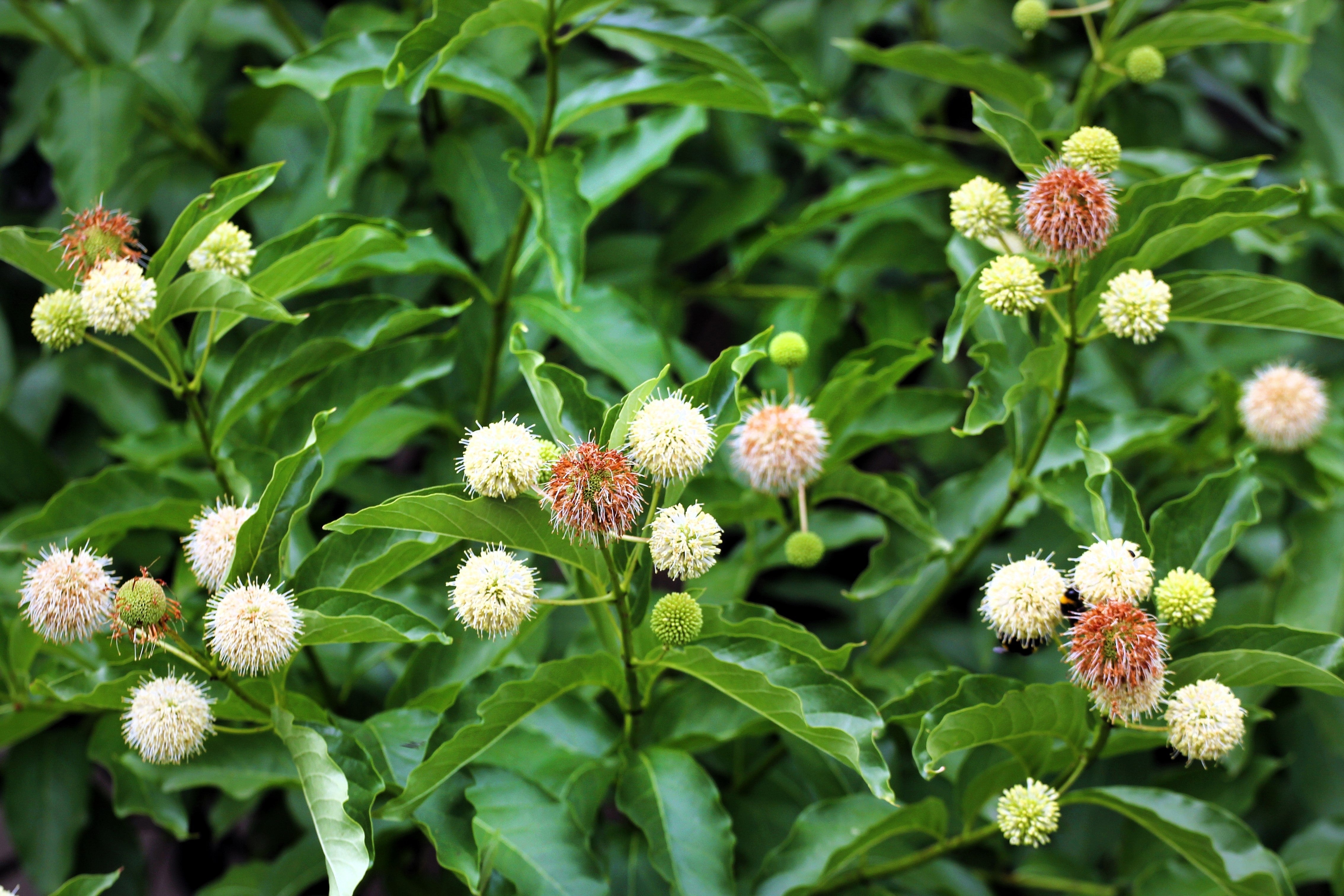 50 BUTTONBUSH / HONEYBALL Cephalanthus Occidentalis White Hummingbird Flower Bush Shrub Seeds