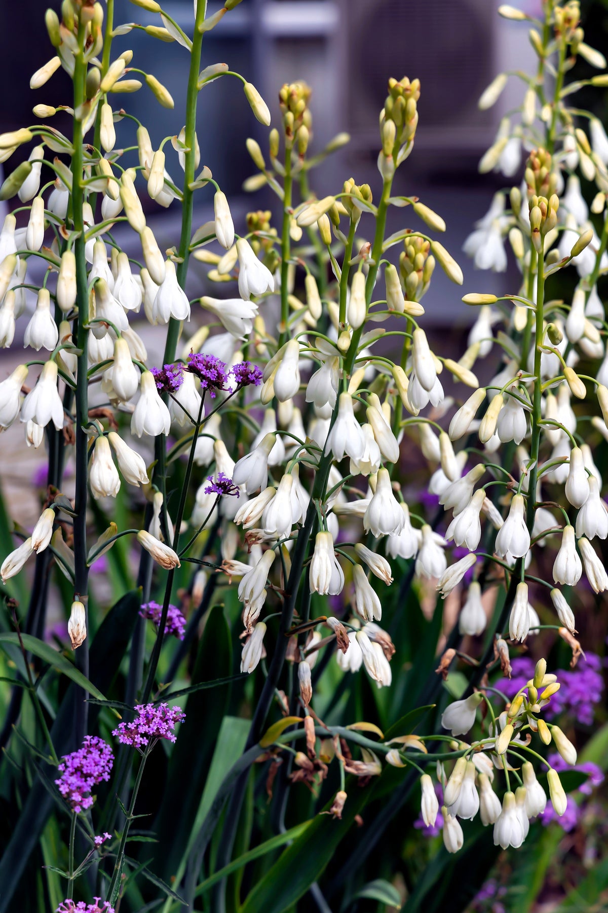 10 WHITE AFRICAN HYACINTH aka Cape or Giant Summer / Spire Lily - Ornithogalum Candicans / Galtonia / Hyacinthus Flower Seeds