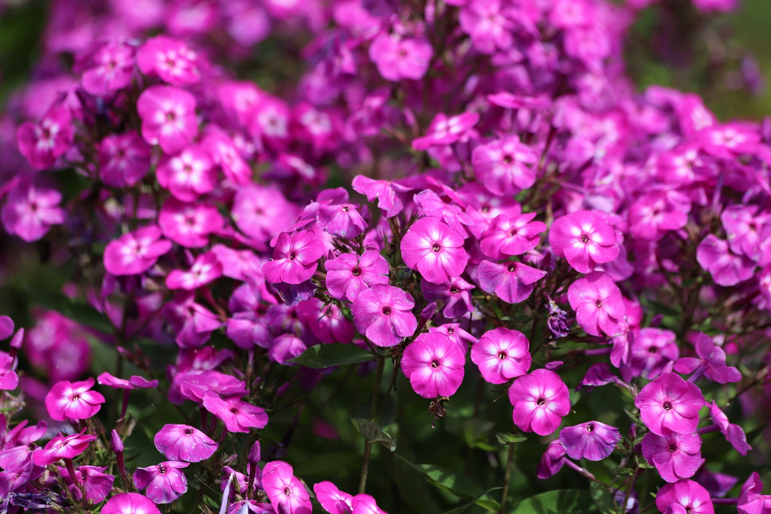 10 TALL GARDEN PHLOX Paniculata Mixed Colors 'New Hybrids Mix' Flower Seeds