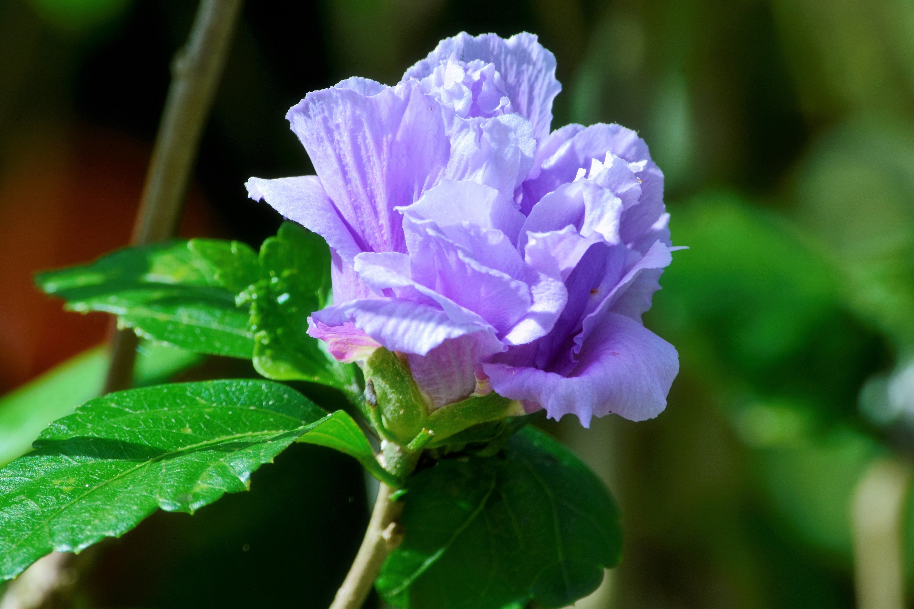 1000 BULK Mixed Colors ROSE Of SHARON HIBISCUS Syriacus Flower Tree Shrub Seeds