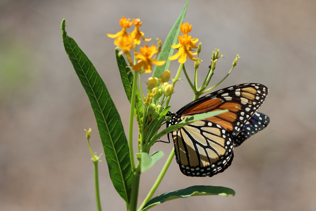 10 SILKY GOLD MILKWEED Butterfly Weed Asclepias Curassavica Monarch Flower Seeds