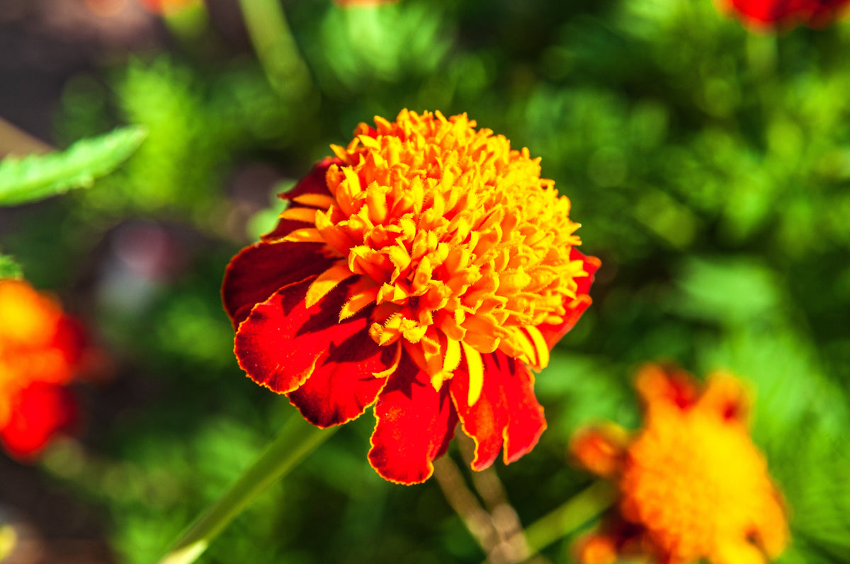 250 DWARF DOUBLE MARIGOLD ' Orange Flame ' Tagetes Patula French Red Flower Seeds