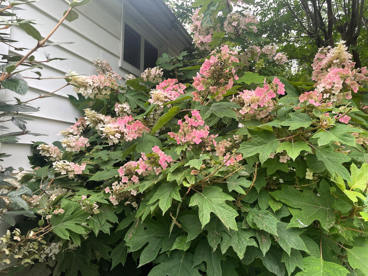 40 White OAK LEAF HYDRANGEA Quercifolia Shrub Flower Seeds