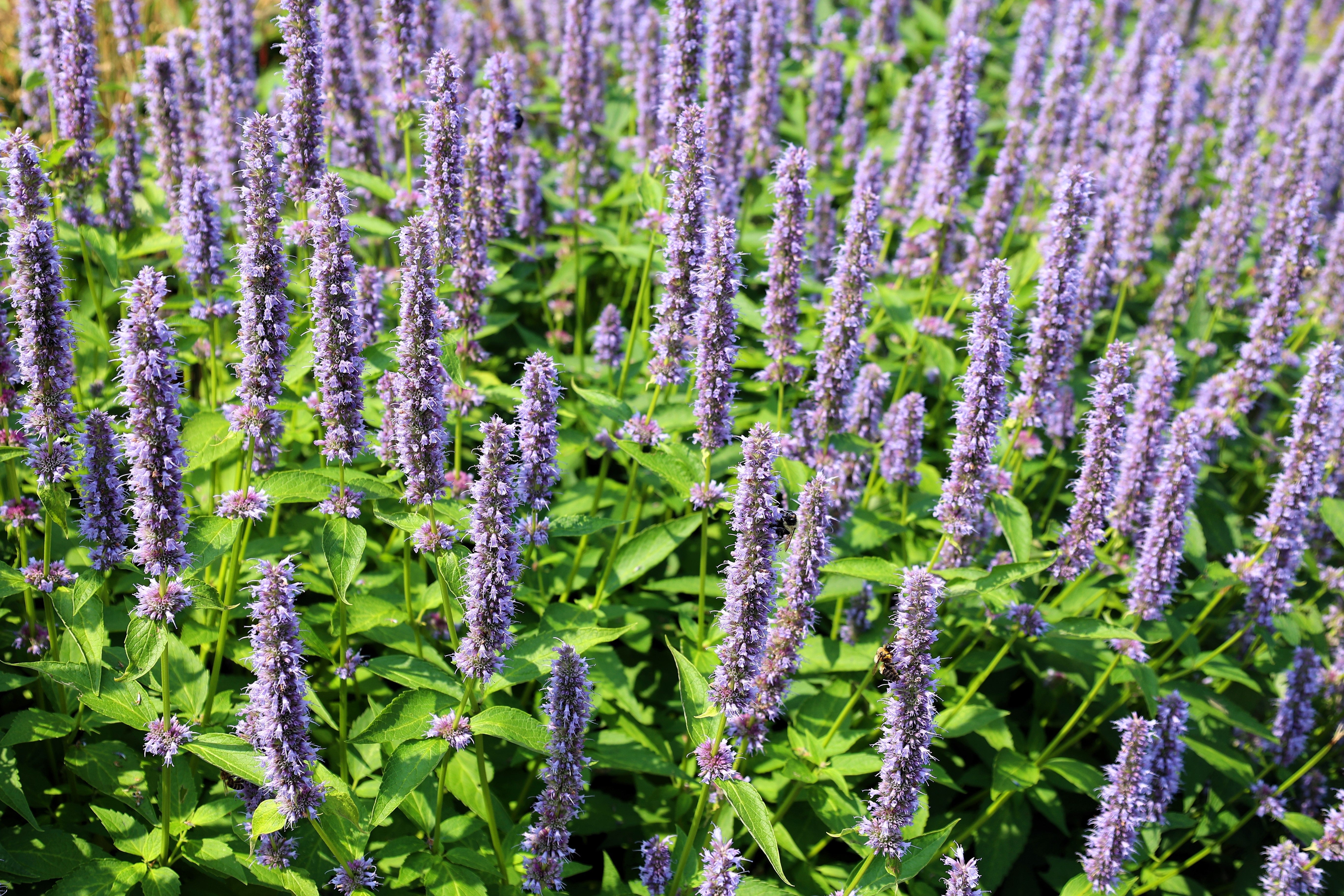 100 ORGANIC Superior LICORICE MINT Agastache Rugosa Korean Tea Herb Purple Flower Seeds