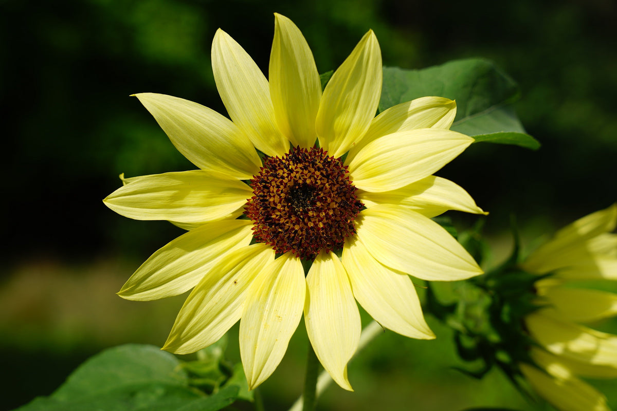 50 LEMON QUEEN SUNFLOWER Perennial Helianthus Yellow Flower Seeds