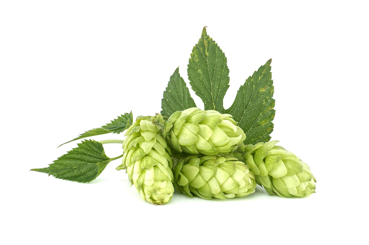 25 COMMON HOPS European Humulus Lupulus Vine Seeds Beer Making Ingredient Seeds