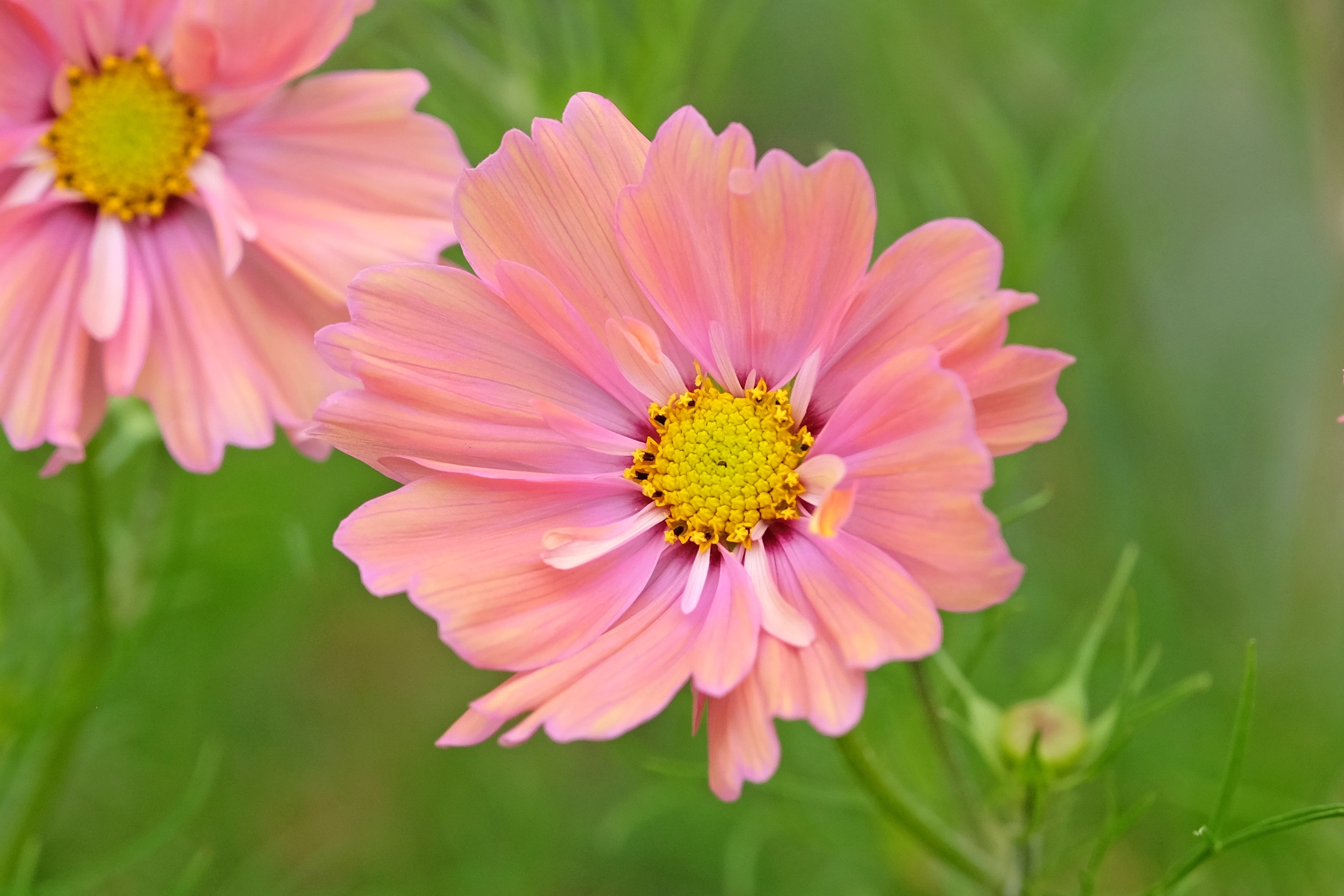 20 APRICOTTA COSMOS Bipinnatus Apricot & Rose Pink Bicolor Flower Seeds