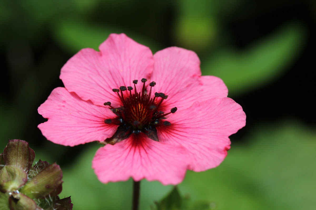 50 NEPAL CINQUEFOIL / POTENTILLA Nepalensis Pink Red Flower Seeds