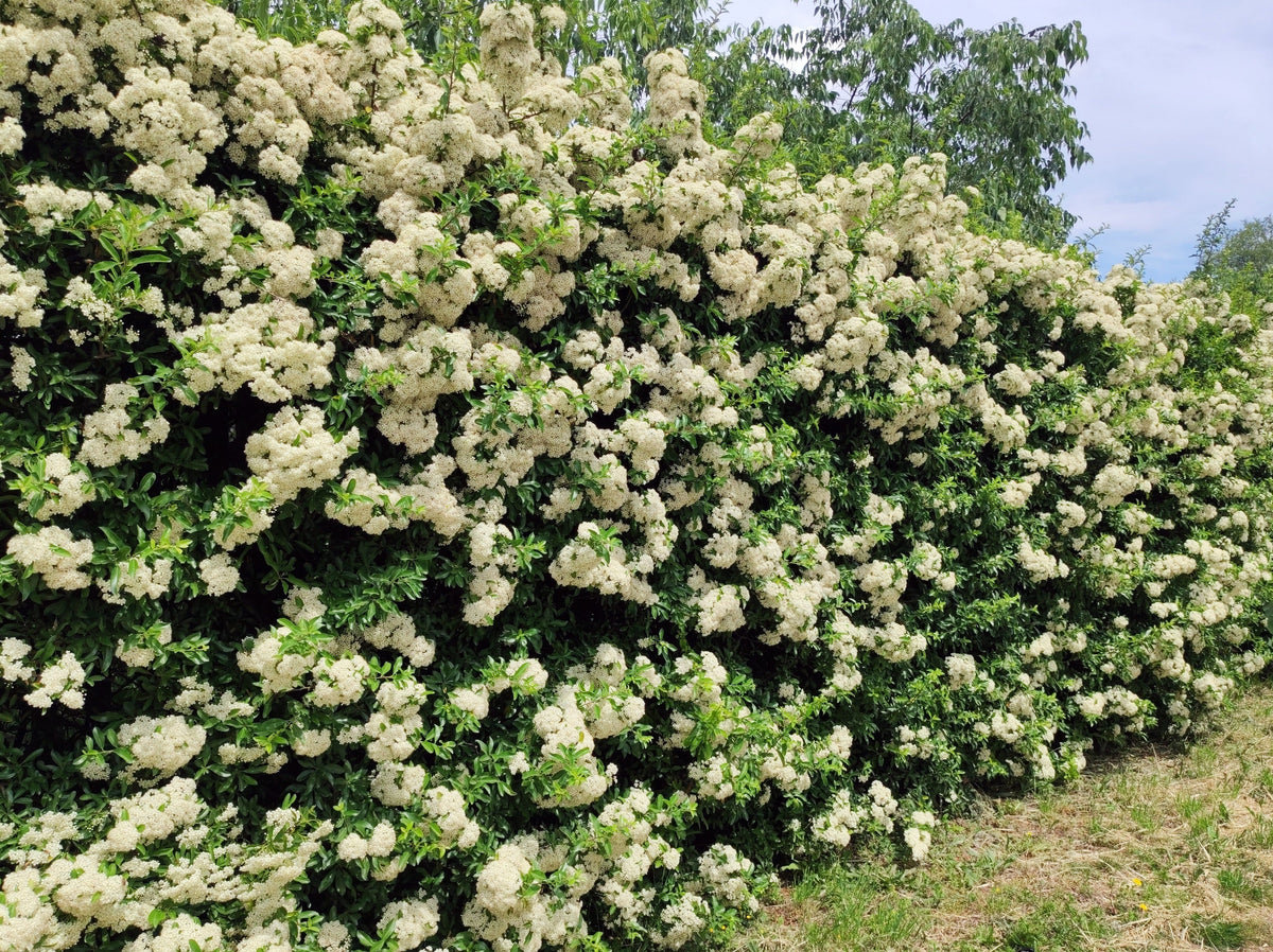 25 SCARLET FIRETHORN Pyracantha Coccinea Bush Shrub Flower Seeds