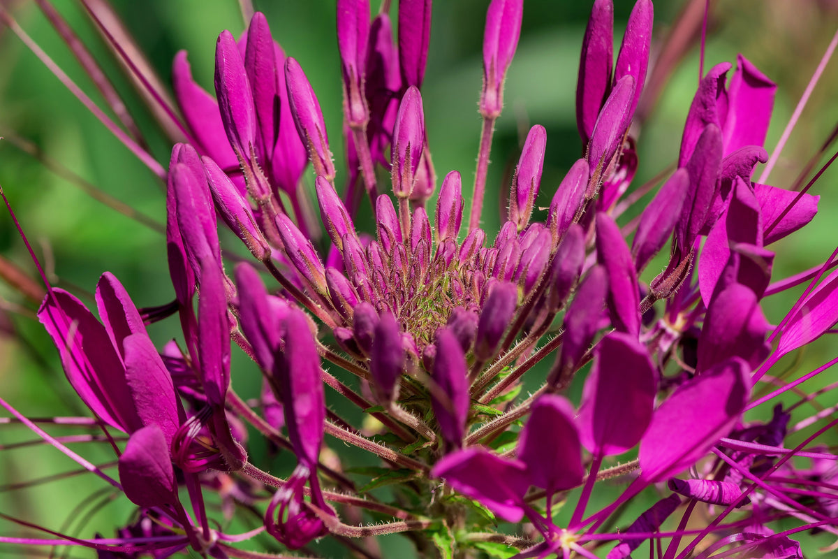 100 VIOLET QUEEN CLEOME Hassleriana Cleome Spinosa Purple Spider Flower Seeds