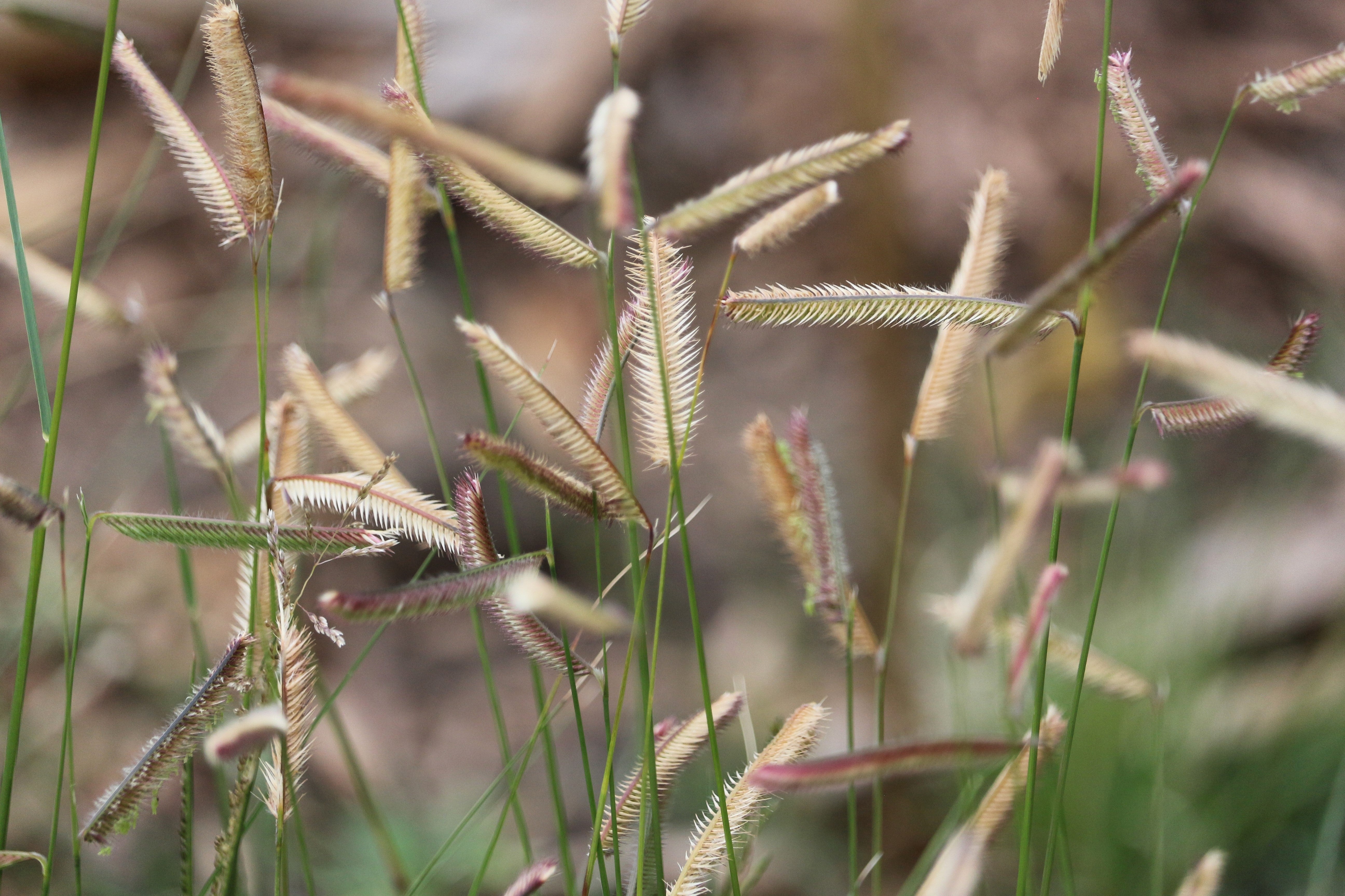 1000 BLUE GRAMA GRASS Gramma Bouteloua Gracilis Flower Mosquito Grass Seeds