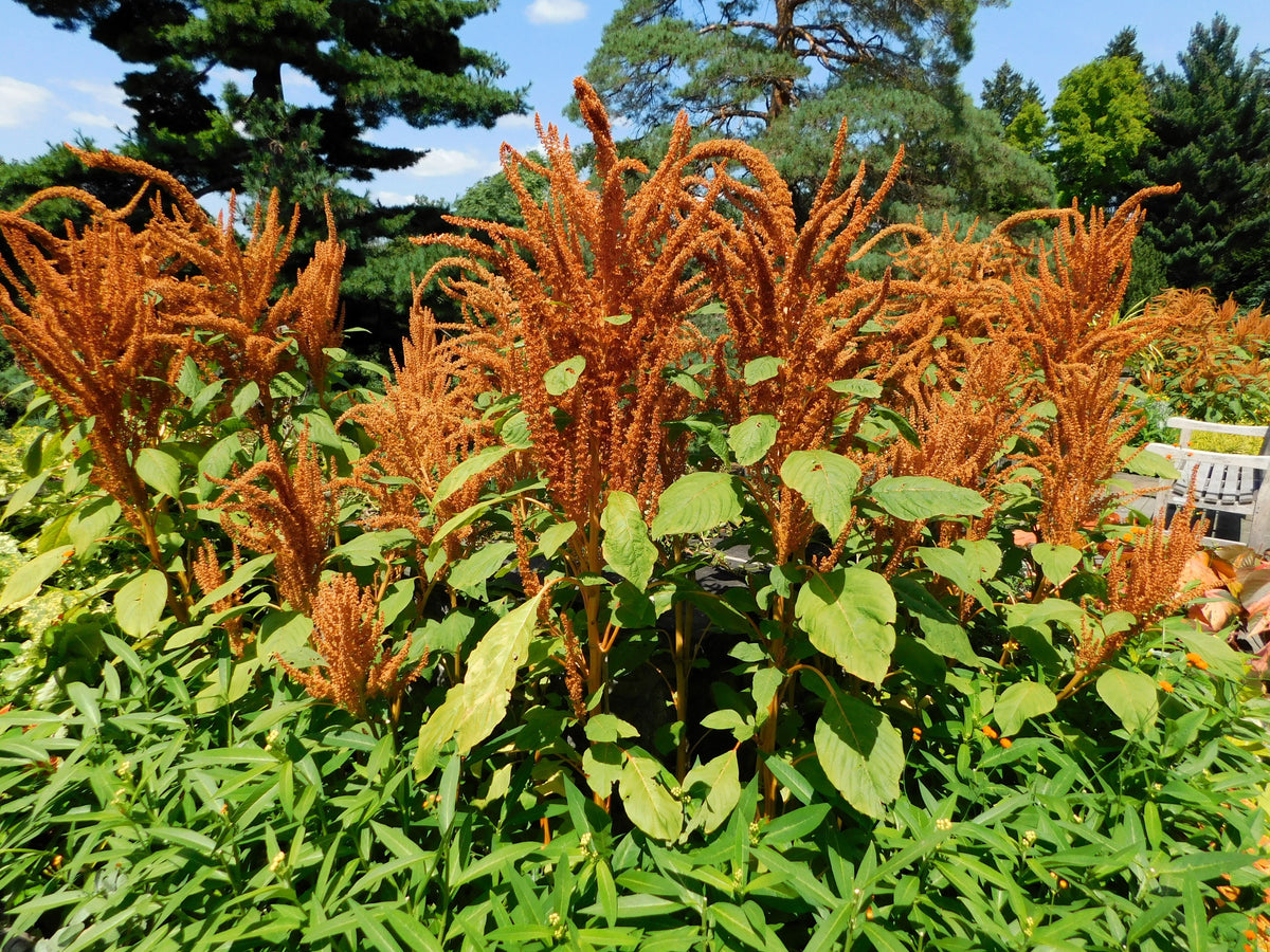 100 Organic HOT BISCUITS AMARANTHUS Cruentus Coppery Bronze Plumes Flower Seeds
