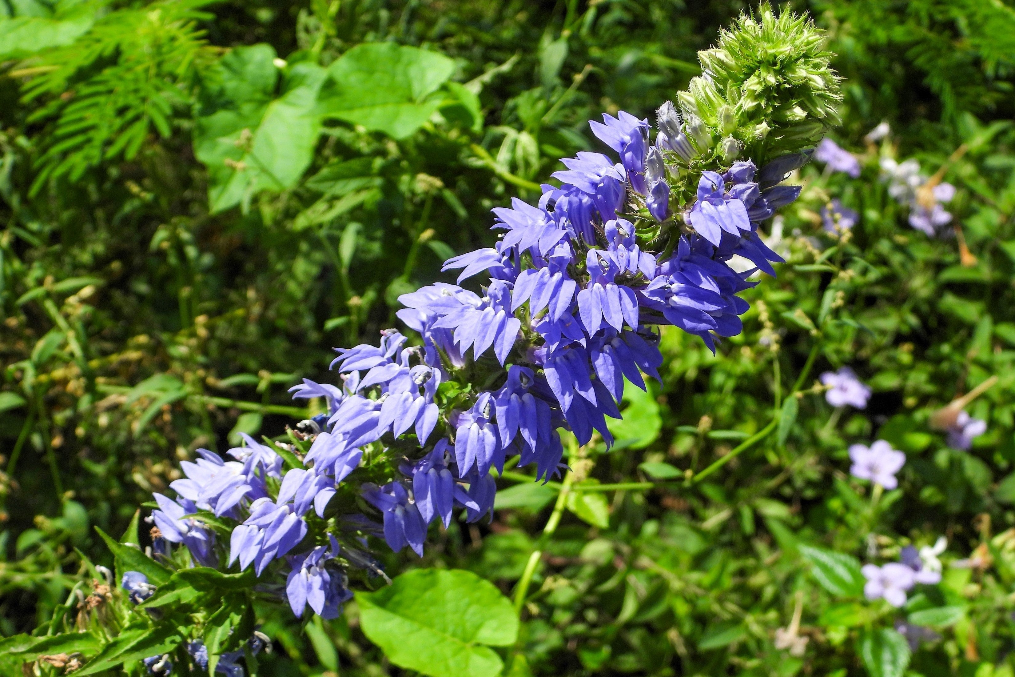 500 GREAT BLUE LOBELIA Lobelia Siphilitica Flower Seeds