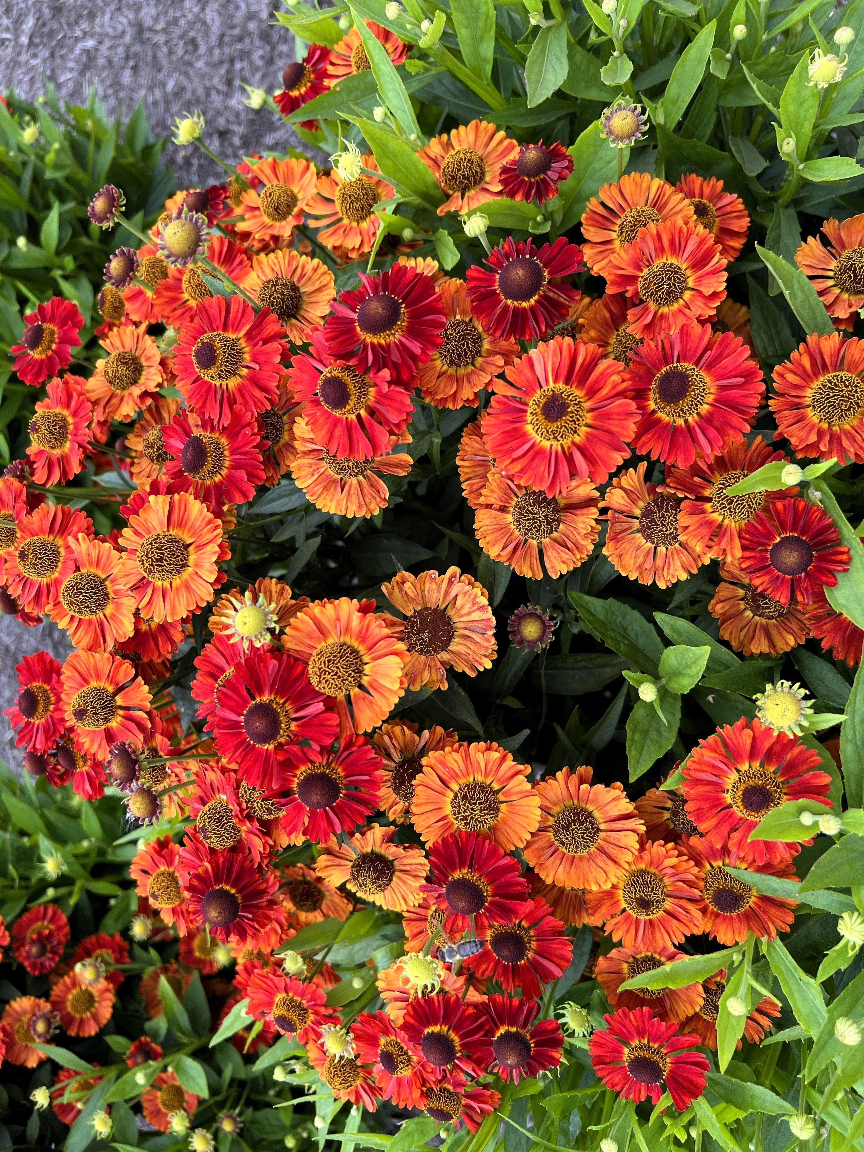100 HELENIUM ' AUTUMN LEAVES ' Mix Helenium Autumnale Sneezeweed Mixed Colors Flower Seeds