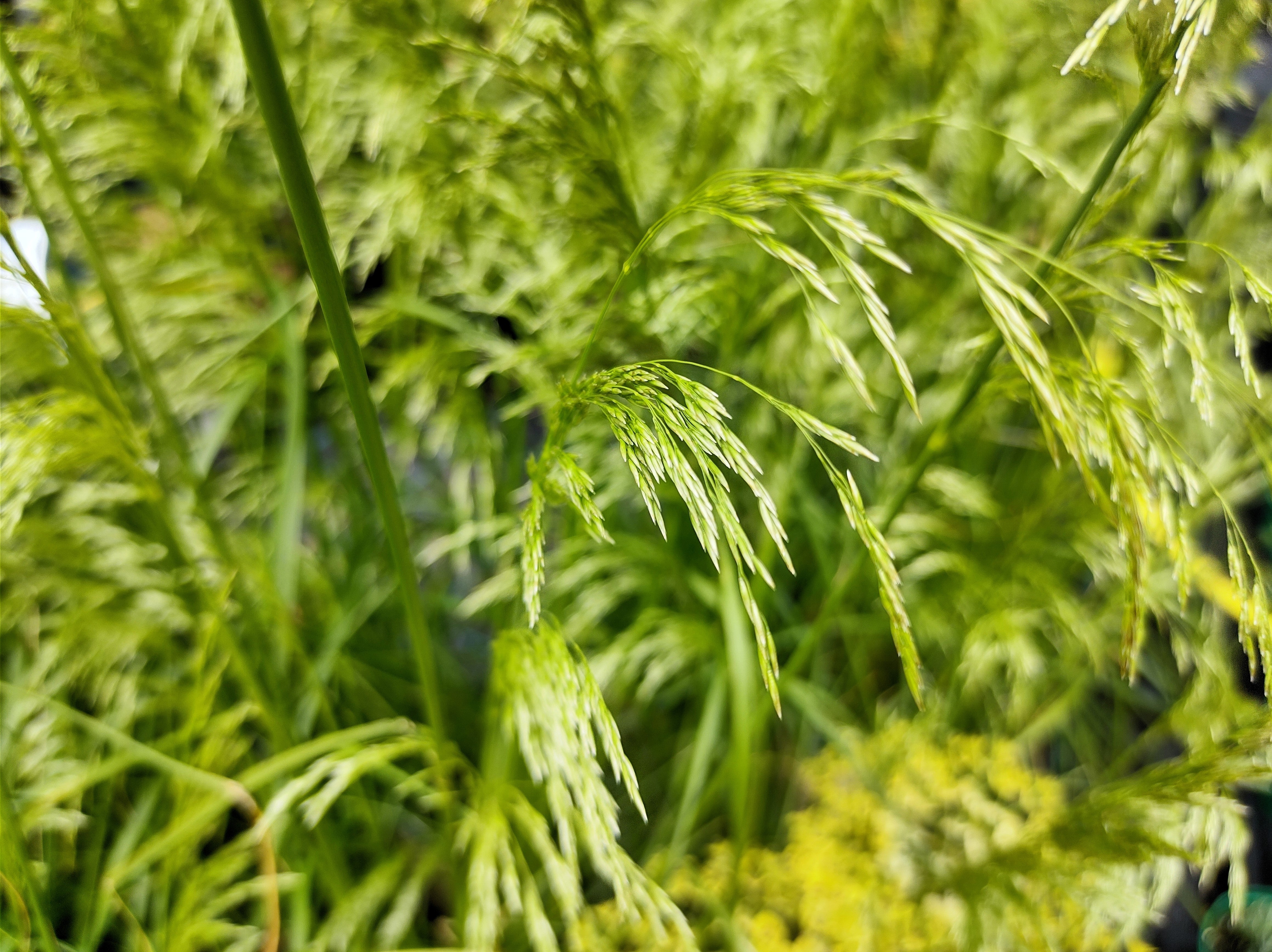 200 TUFTED HAIRGRASS Tussock Grass Deschampsia Cespitosa Moist Ornamental Native Seeds