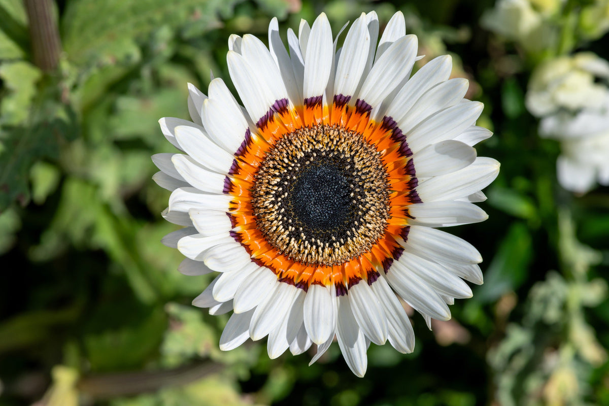 50 WHITE Zulu Prince CAPE DAISY Venidium Fastuosum Alba Flower Seeds
