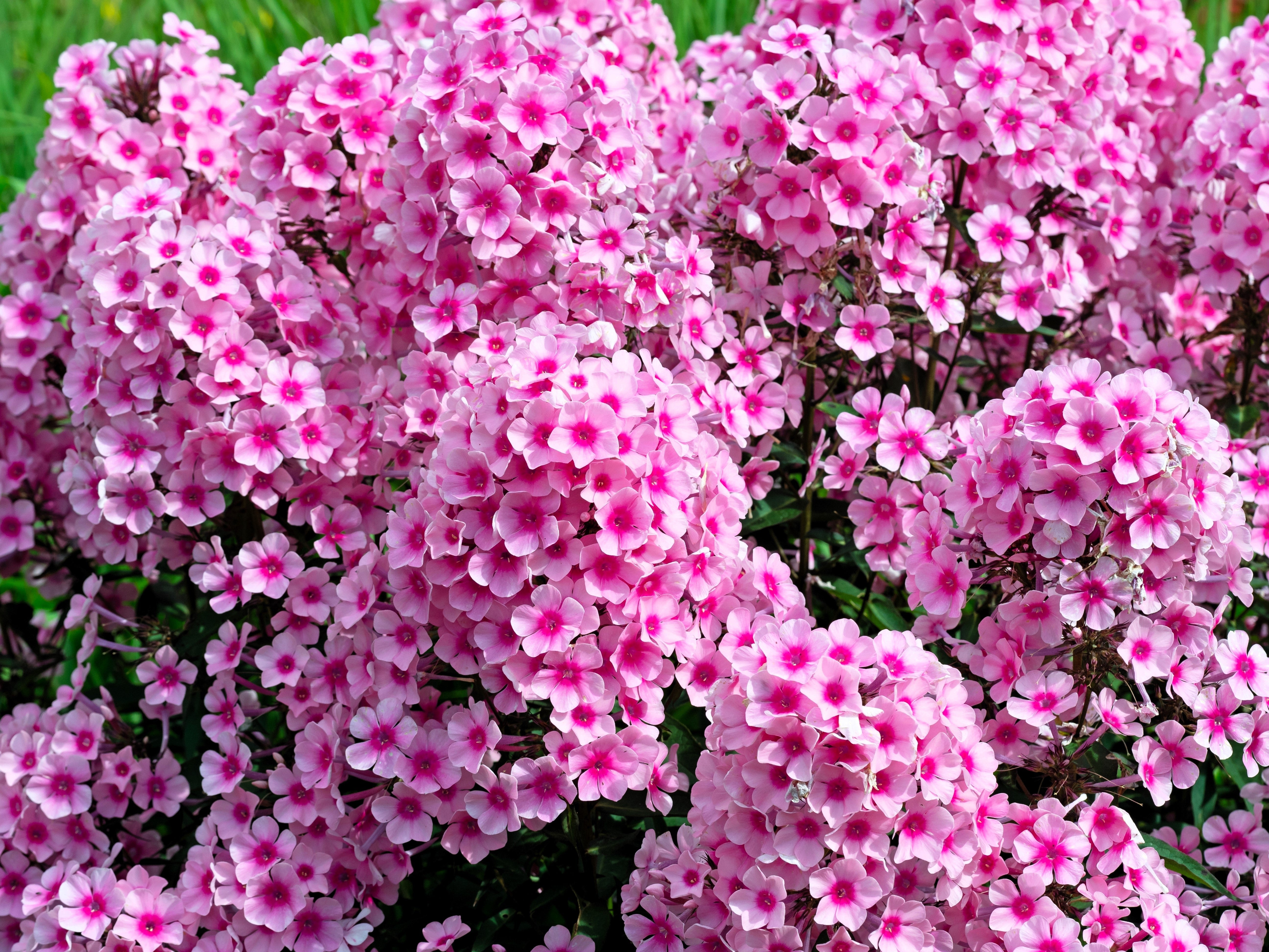 10 TALL GARDEN PHLOX Paniculata Mixed Colors 'New Hybrids Mix' Flower Seeds