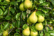 25 EUROPEAN PEAR TREE Pyrus Communis Fruit Seeds - White Flowers / Green Fruit