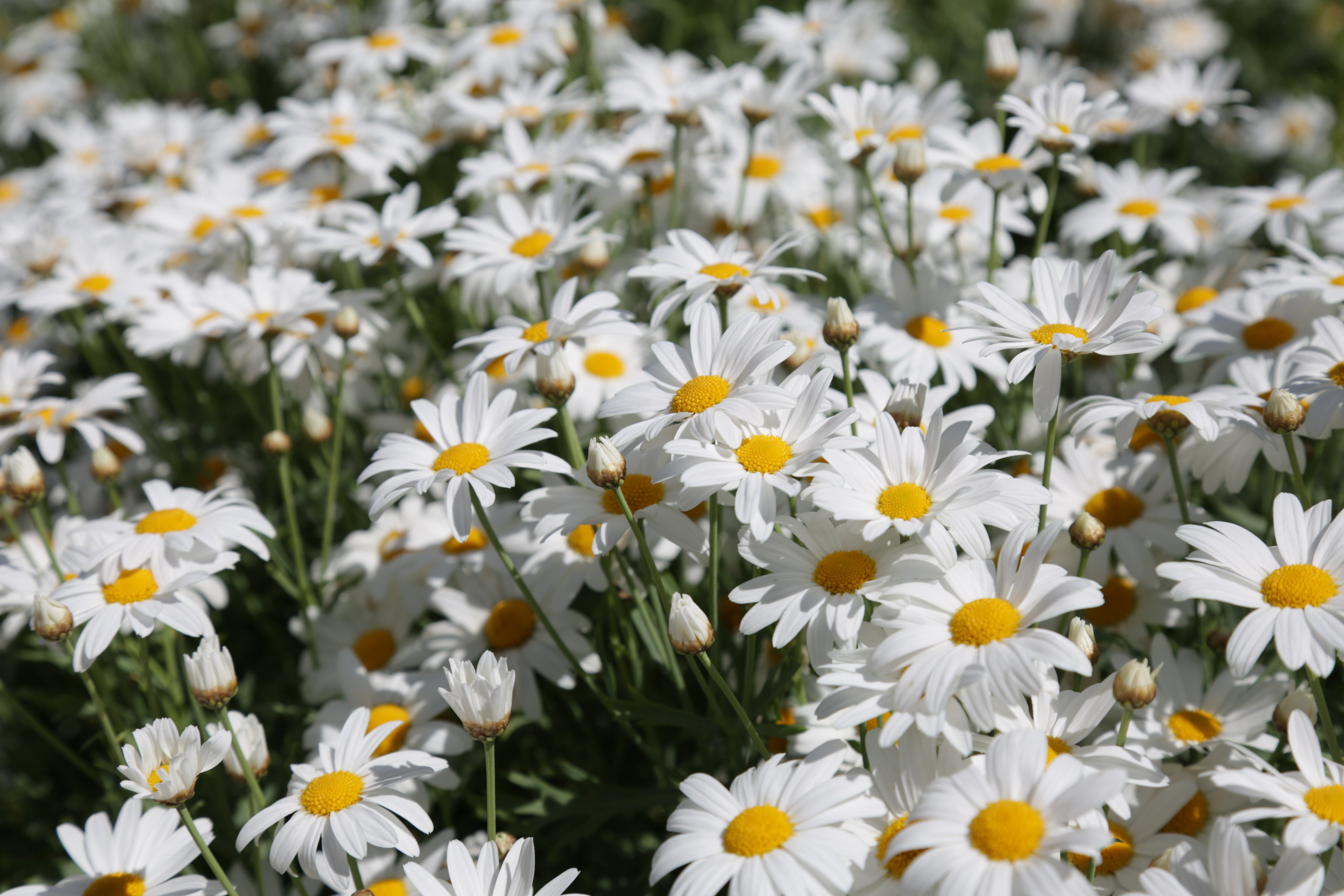 1000 DWARF White SHASTA DAISY Chrysanthemum Maximum Flower Seeds