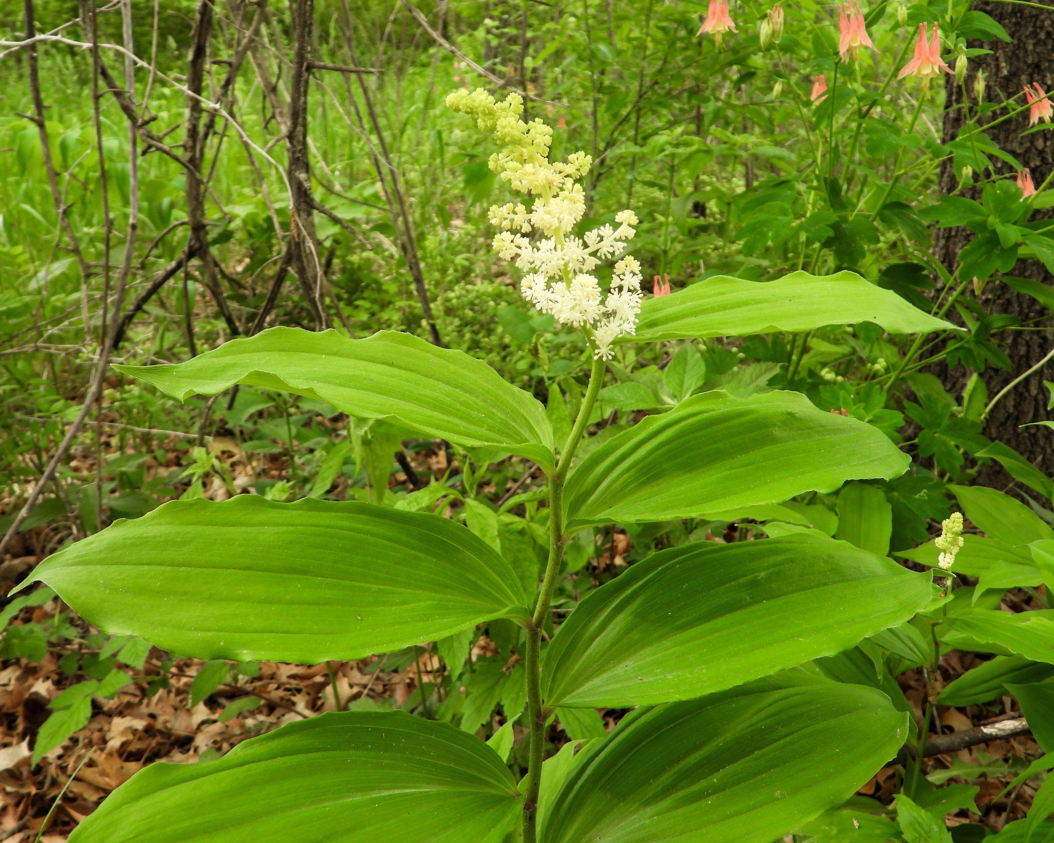 10 SOLOMON'S SPIKE White Western False Seal Maianthemum Racemosum Flower Seeds