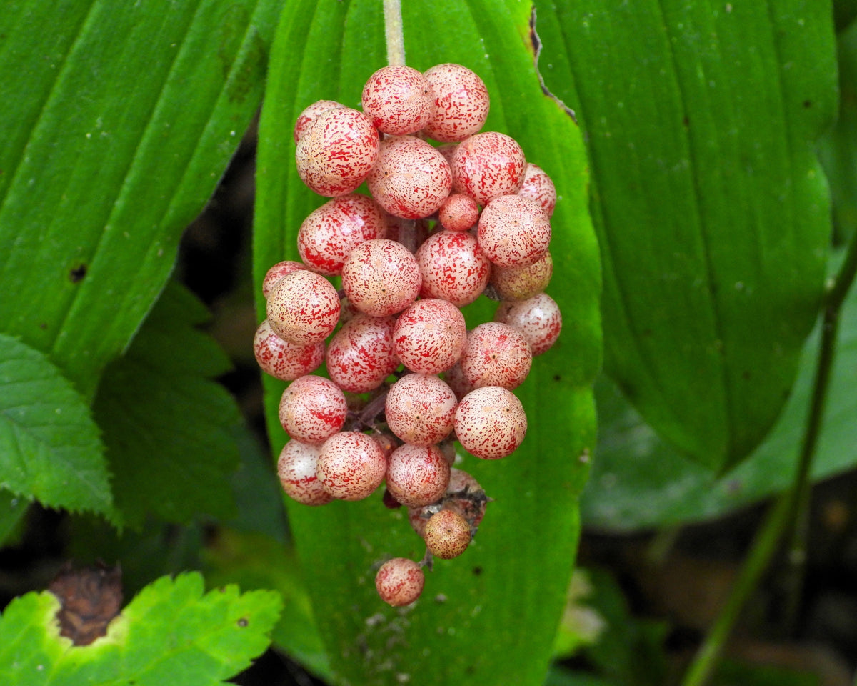 10 SOLOMON'S SPIKE White Western False Seal Maianthemum Racemosum Flower Seeds