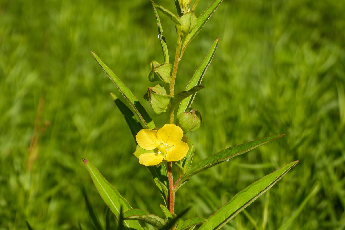 1000 Yellow SEEDBOX (Bushy Water Primrose / Rattlebox / False Loosestrife) Ludwigia Alternifolia Flower Seeds