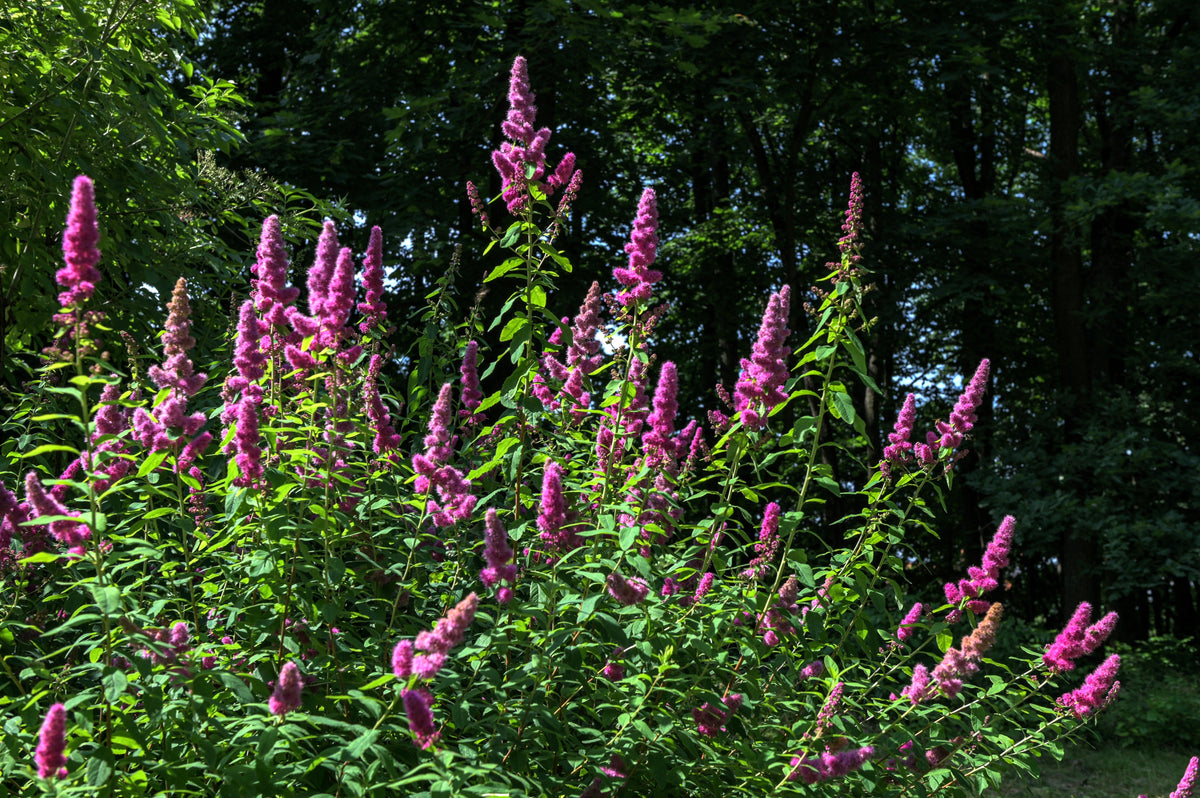 50 ROSE DOUGLAS SPIREA Pink Hardhack Steeple Bush Spiraea Douglasii Flower Shrub Seeds