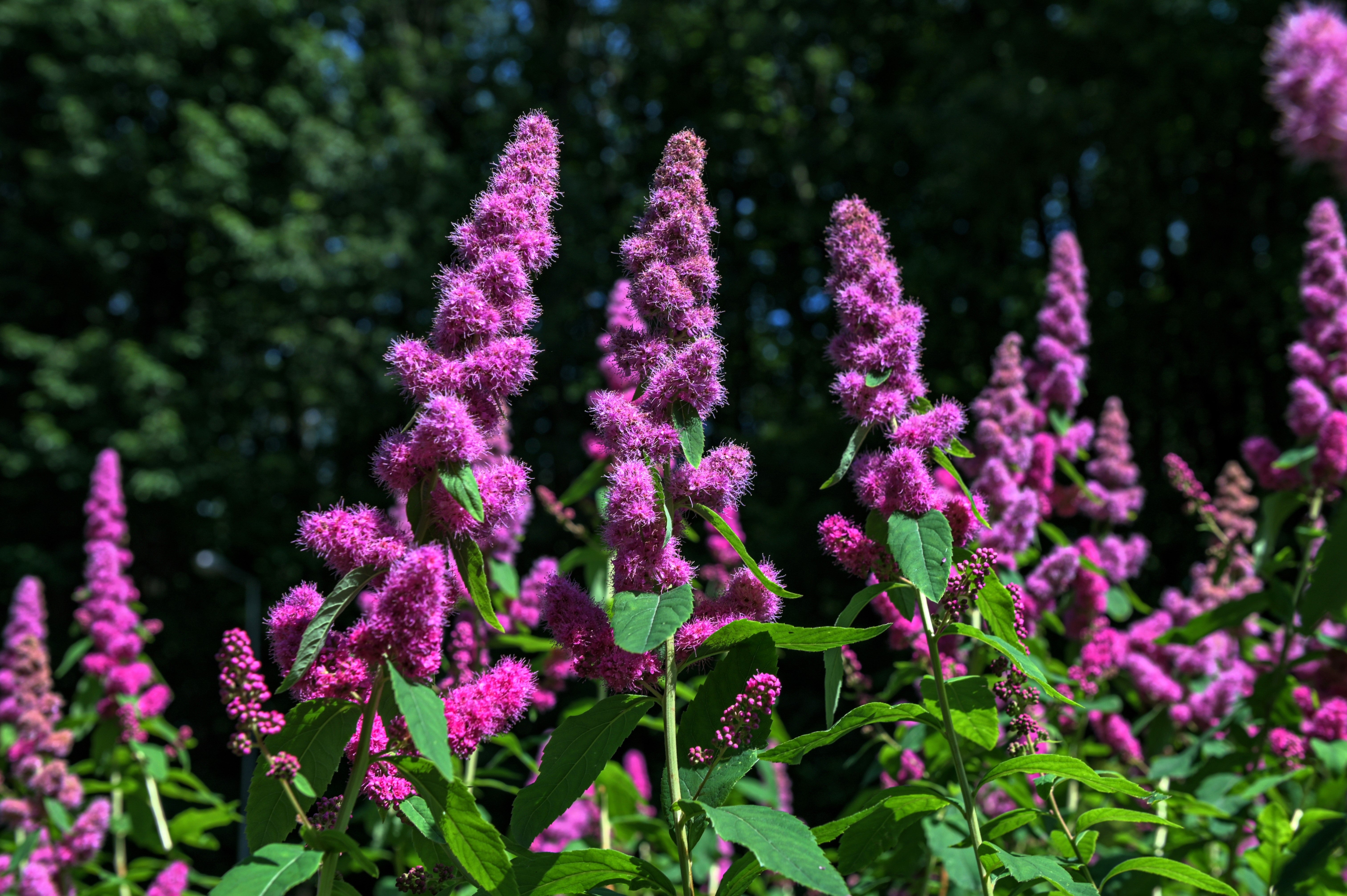 50 ROSE DOUGLAS SPIREA Pink Hardhack Steeple Bush Spiraea Douglasii Fl ...
