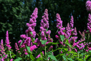 50 ROSE DOUGLAS SPIREA Pink Hardhack Steeple Bush Spiraea Douglasii Flower Shrub Seeds