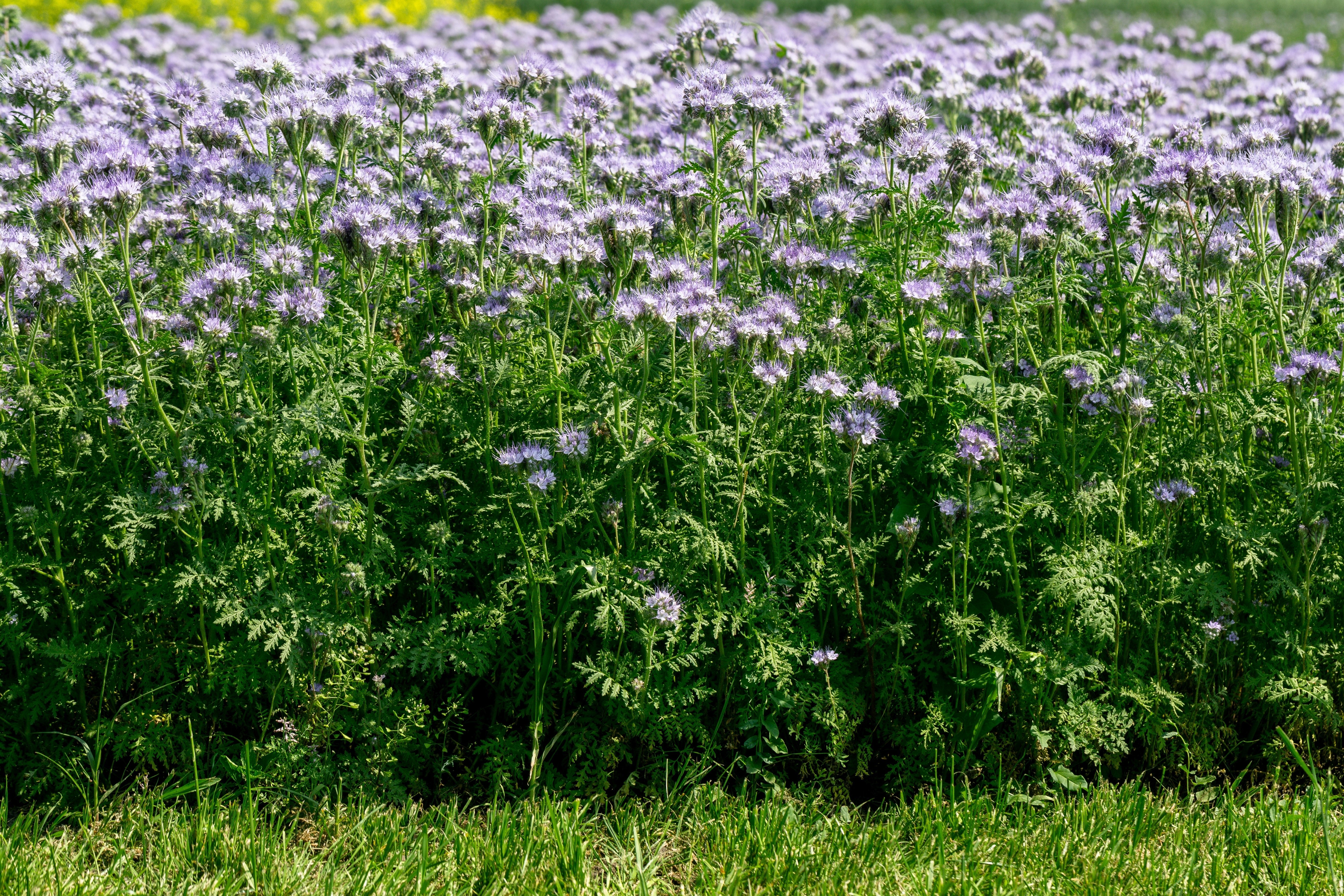 300 PURPLE TANSY Lacy Fiddleneck Phacelia Tanacetifolia Flower Seeds
