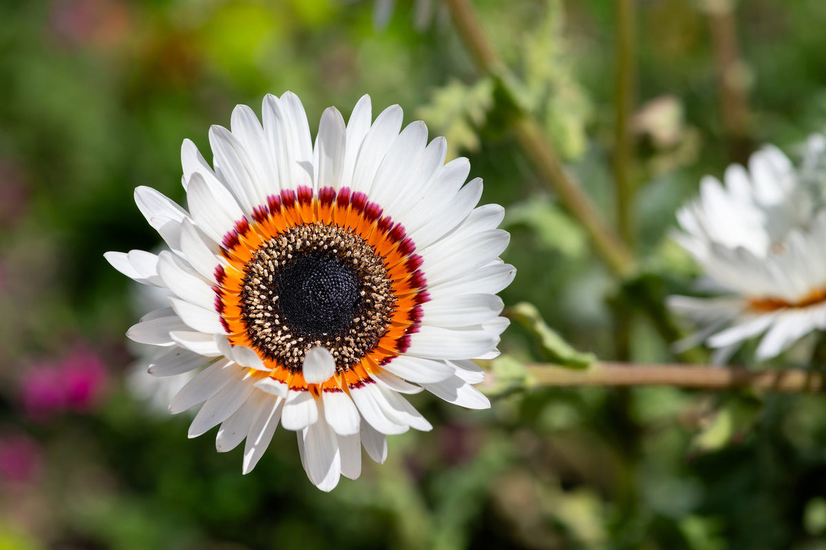 50 WHITE Zulu Prince CAPE DAISY Venidium Fastuosum Alba Flower Seeds