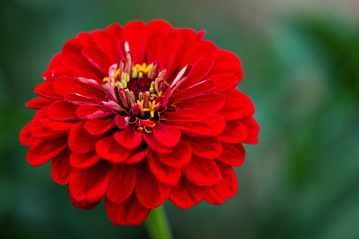 250 Red CHERRY QUEEN ZINNIA Elegans Flower Seeds