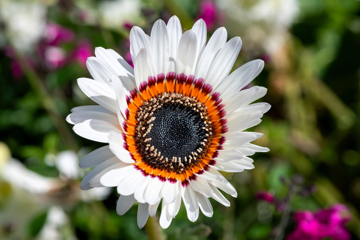50 WHITE Zulu Prince CAPE DAISY Venidium Fastuosum Alba Flower Seeds