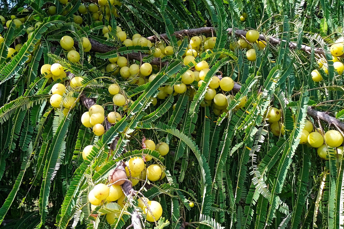 10 INDIAN GOOSEBERRY Phyllanthus Emblica Emblic Edible Fruit Tree Seeds