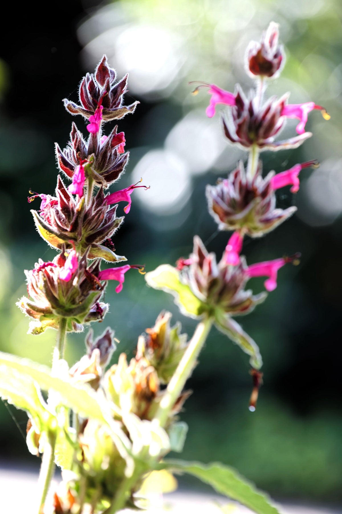 10 Organic California HUMMINGBIRD SAGE Salvia Spathacea Magenta Red Flower Herb Seeds