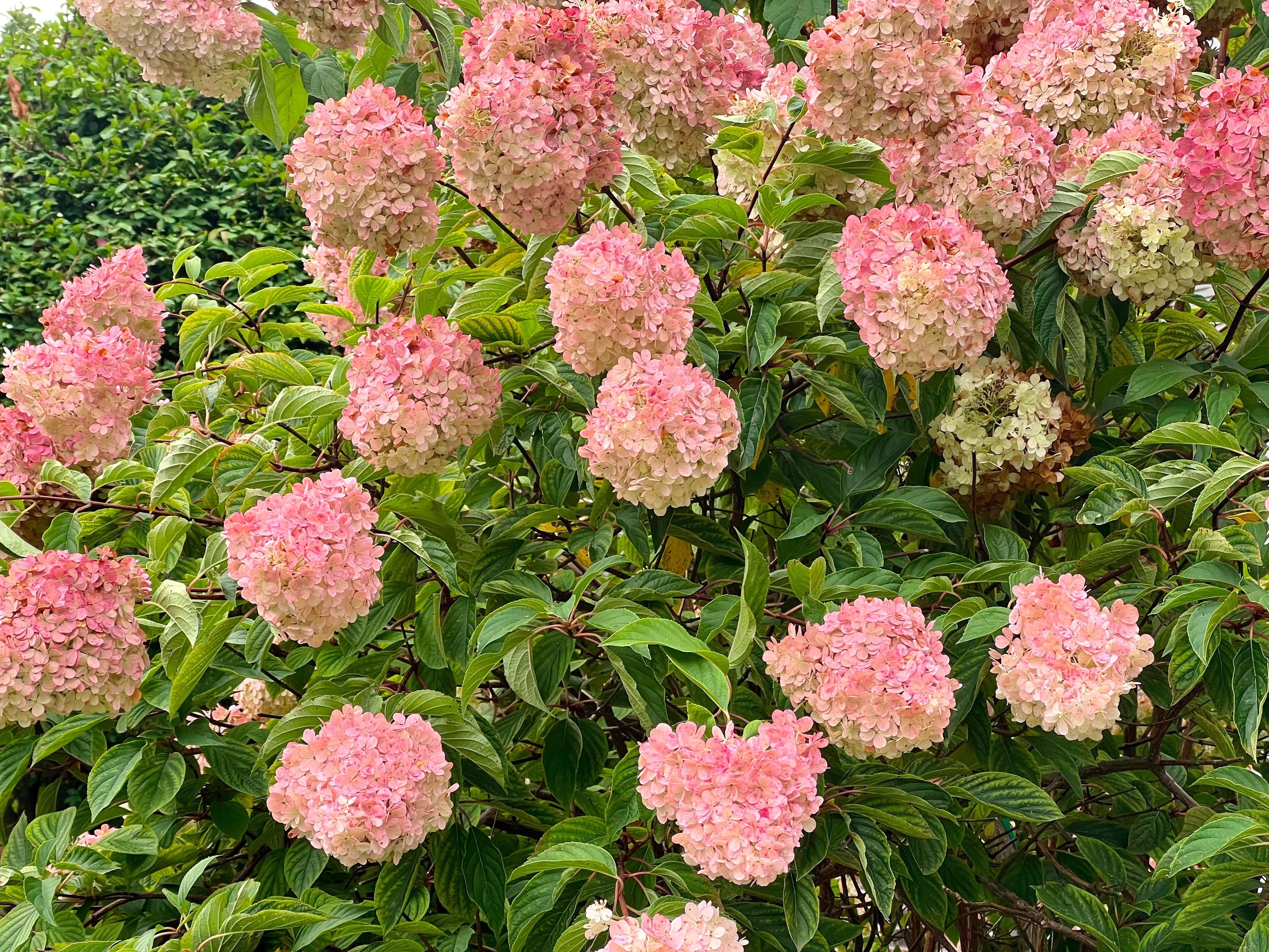 50 PEE GEE HYDRANGEA Paniculata Peegee Panicle White Pink Flower Shrub Seeds