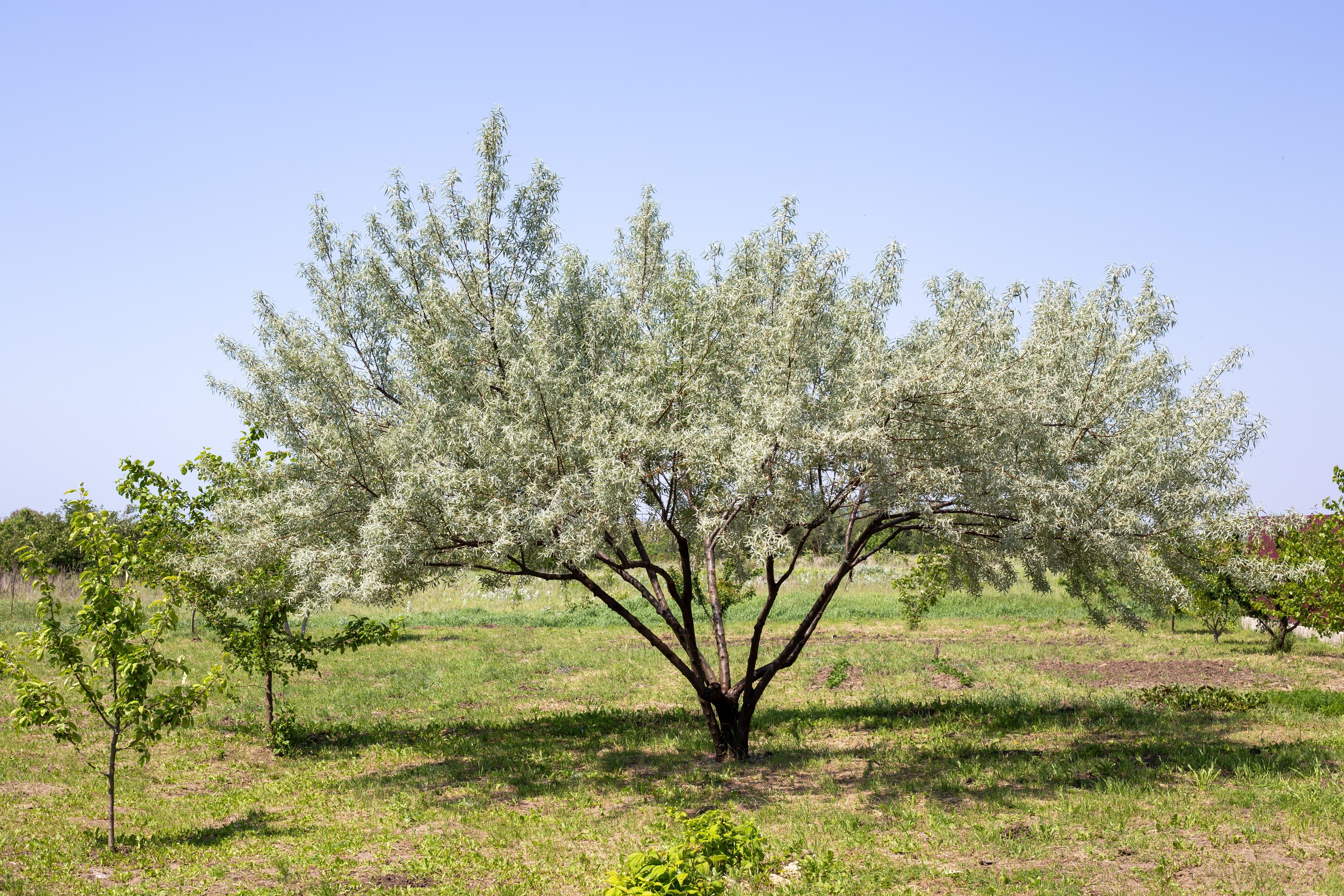 10 AMERICAN SILVERBERRY Elaeagnus Commutata aka Wolf Willow Wolfberry Wild Olive Berry Fruit Shrub Seeds