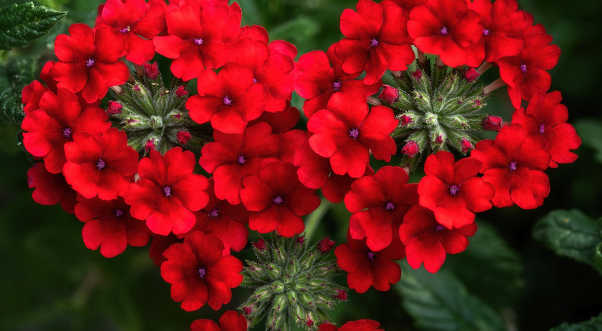 50 SCARLET VERBENA Red Nana Compacta Fragrant Flower Seeds