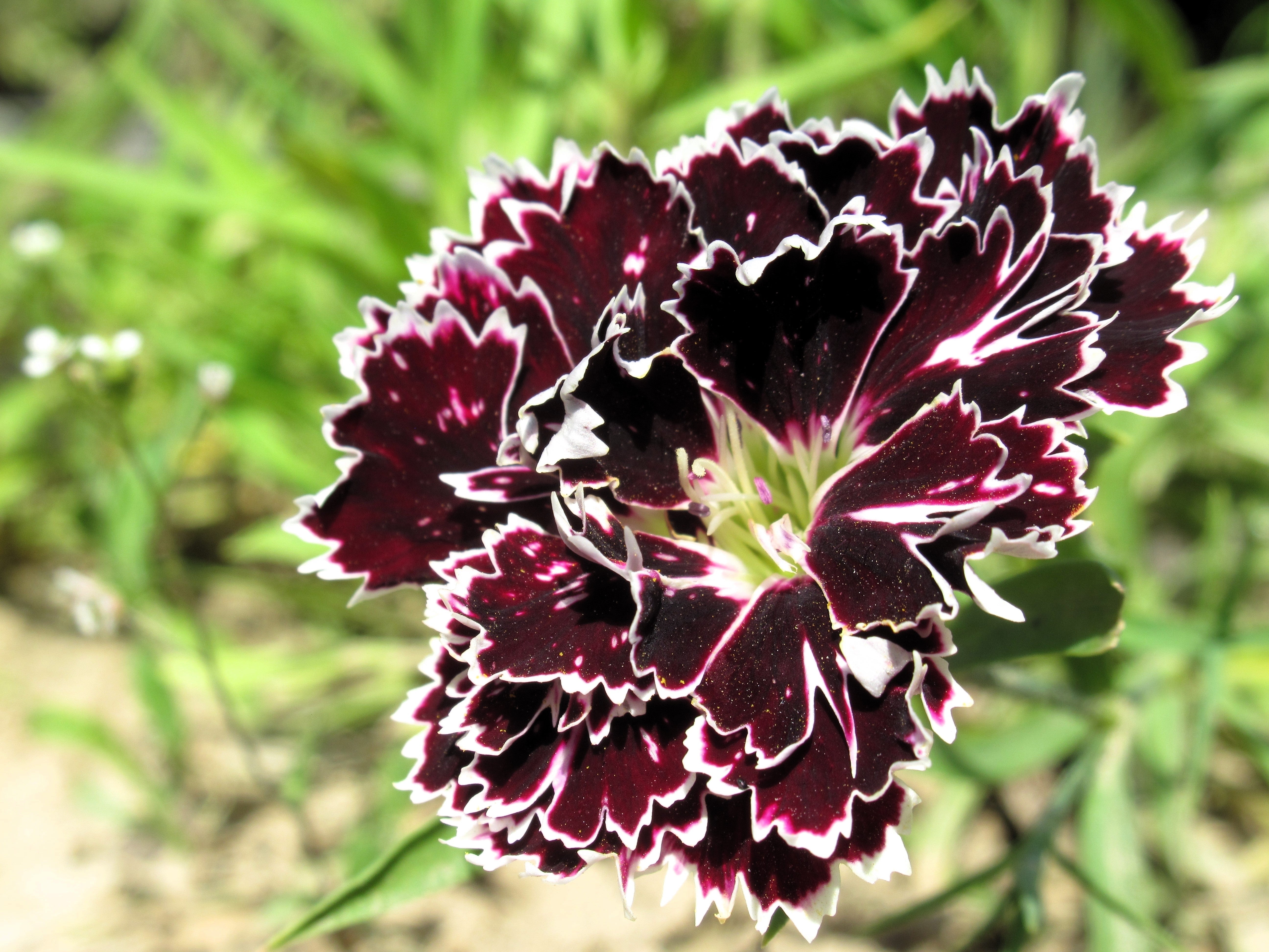 30 Black & White CHIANTI DIANTHUS Chinensis China Pink Flower Seeds