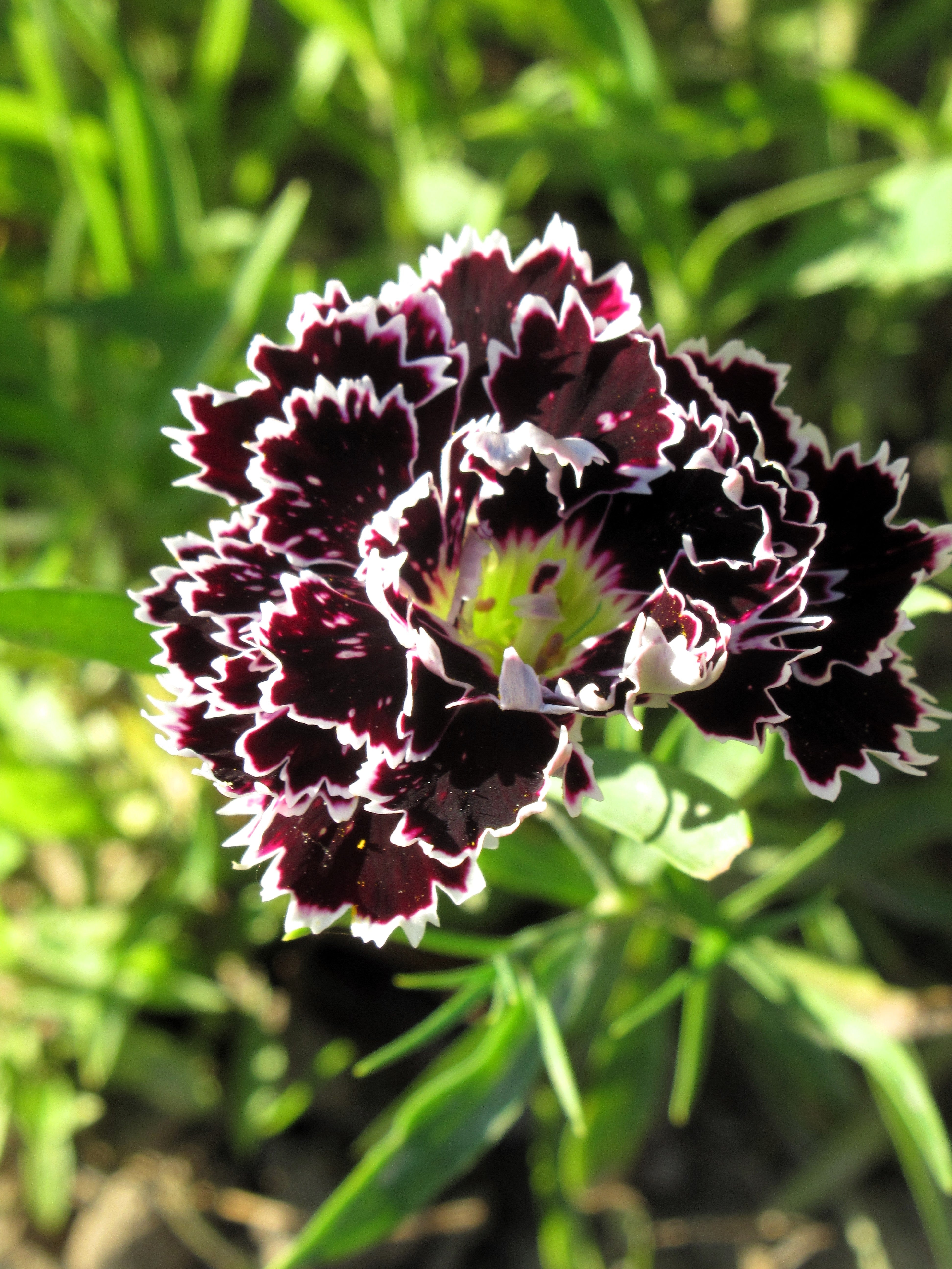 30 Black & White CHIANTI DIANTHUS Chinensis China Pink Flower Seeds
