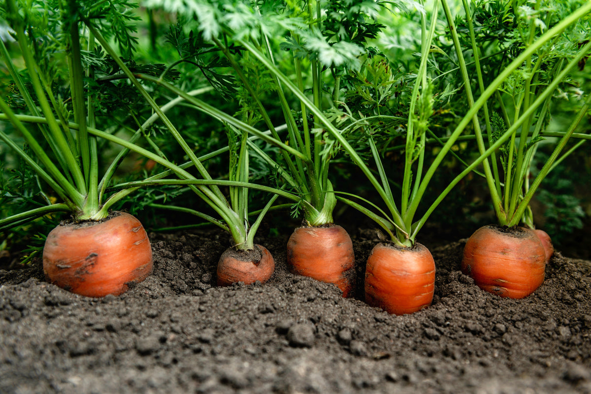 1500 TENDERSWEET CARROT Deep Orange Red Daucus Carota Vegetable Seeds
