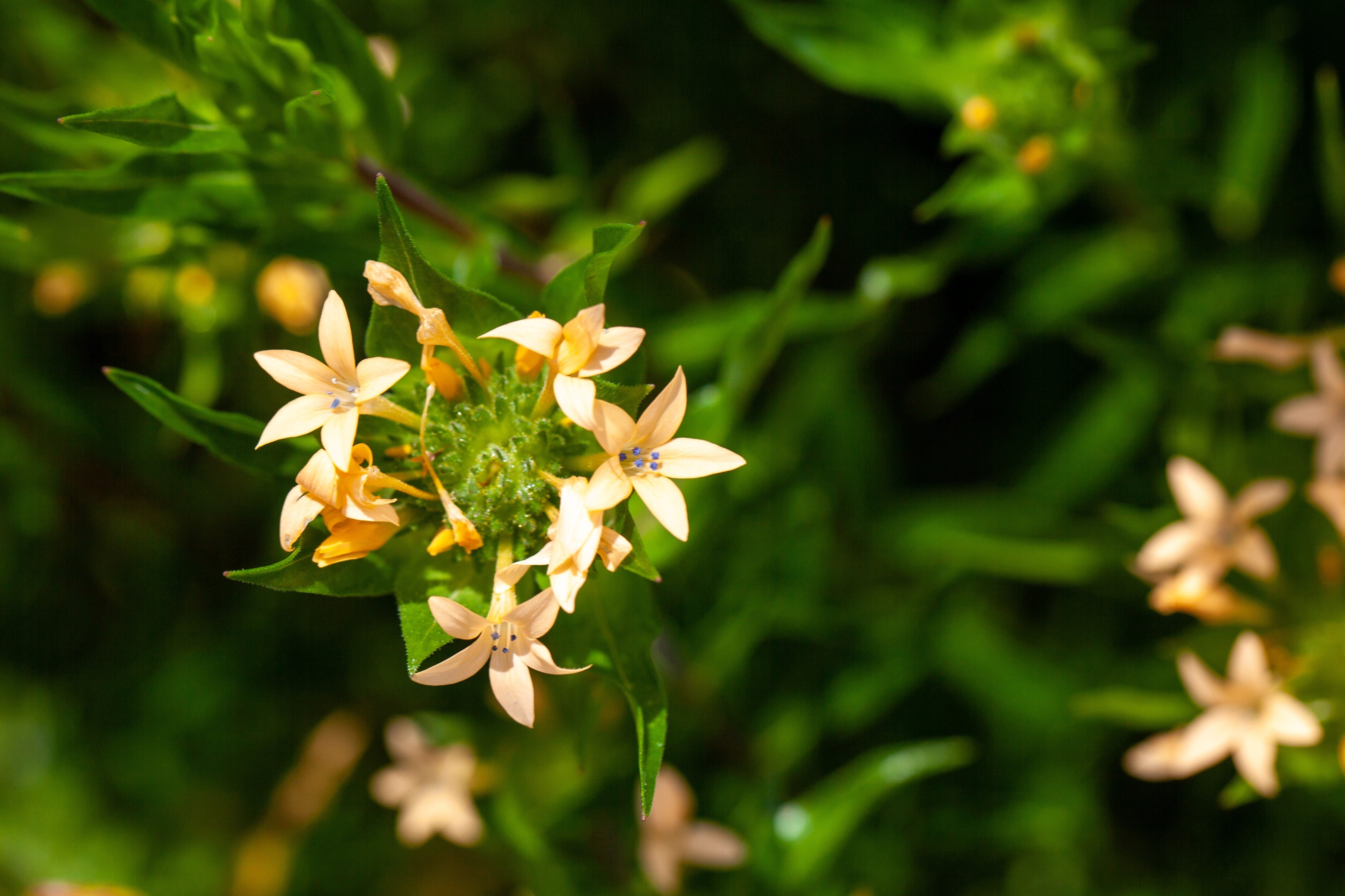 100 LARGE FLOWERED PHLOX Collomia Grandiflora Flower Seeds