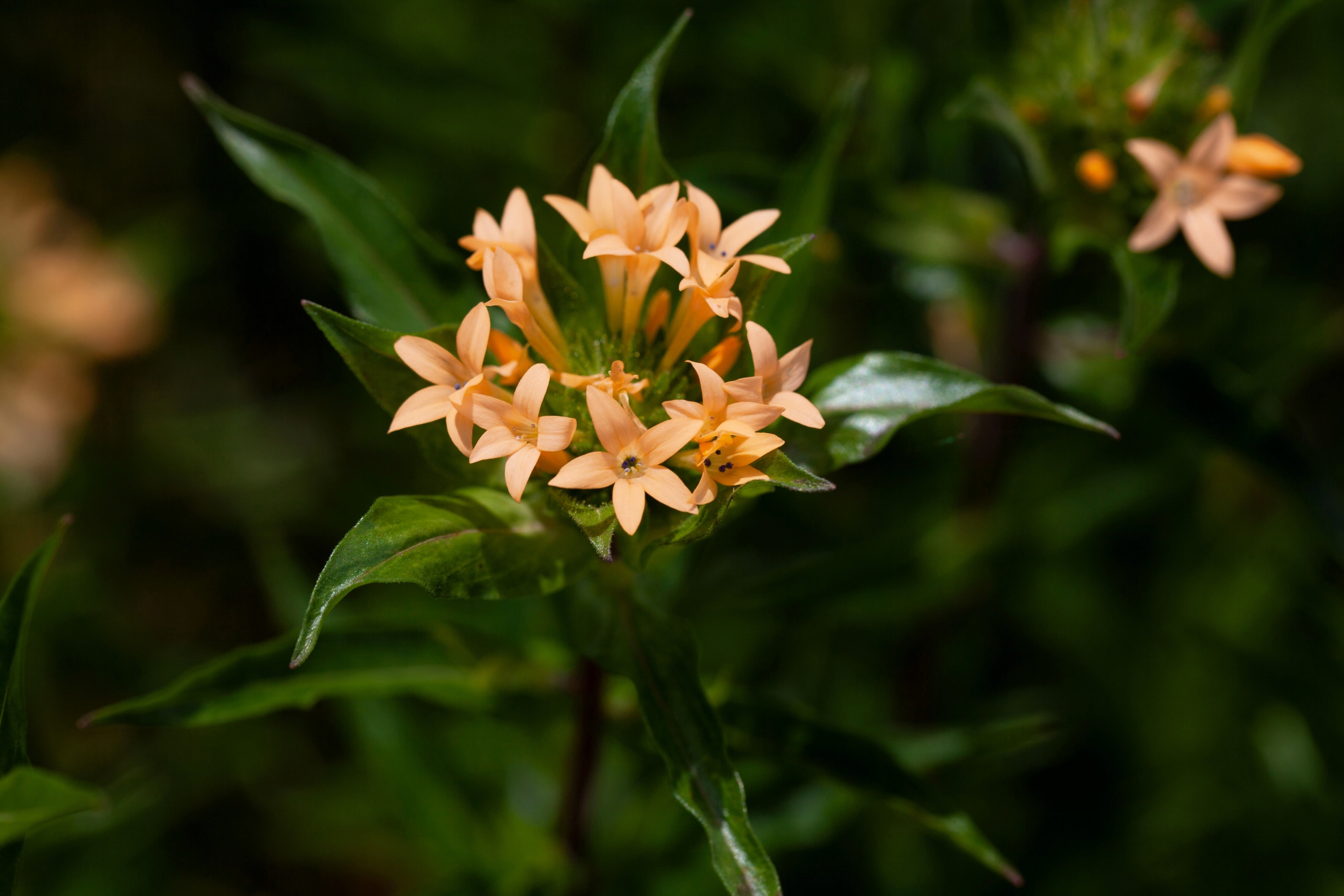 100 LARGE FLOWERED PHLOX Collomia Grandiflora Flower Seeds