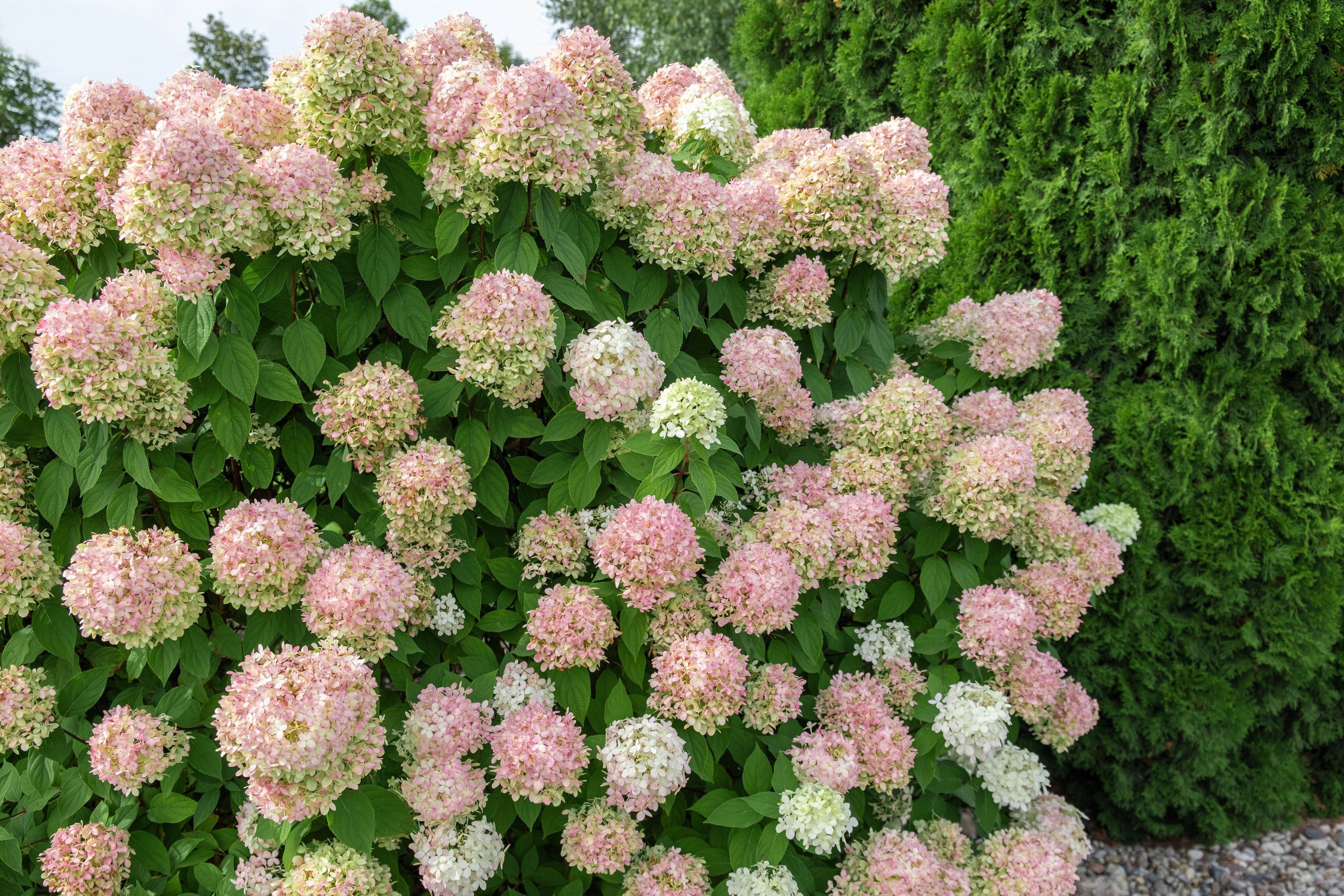 50 PEE GEE HYDRANGEA Paniculata Peegee Panicle White Pink Flower Shrub Seeds