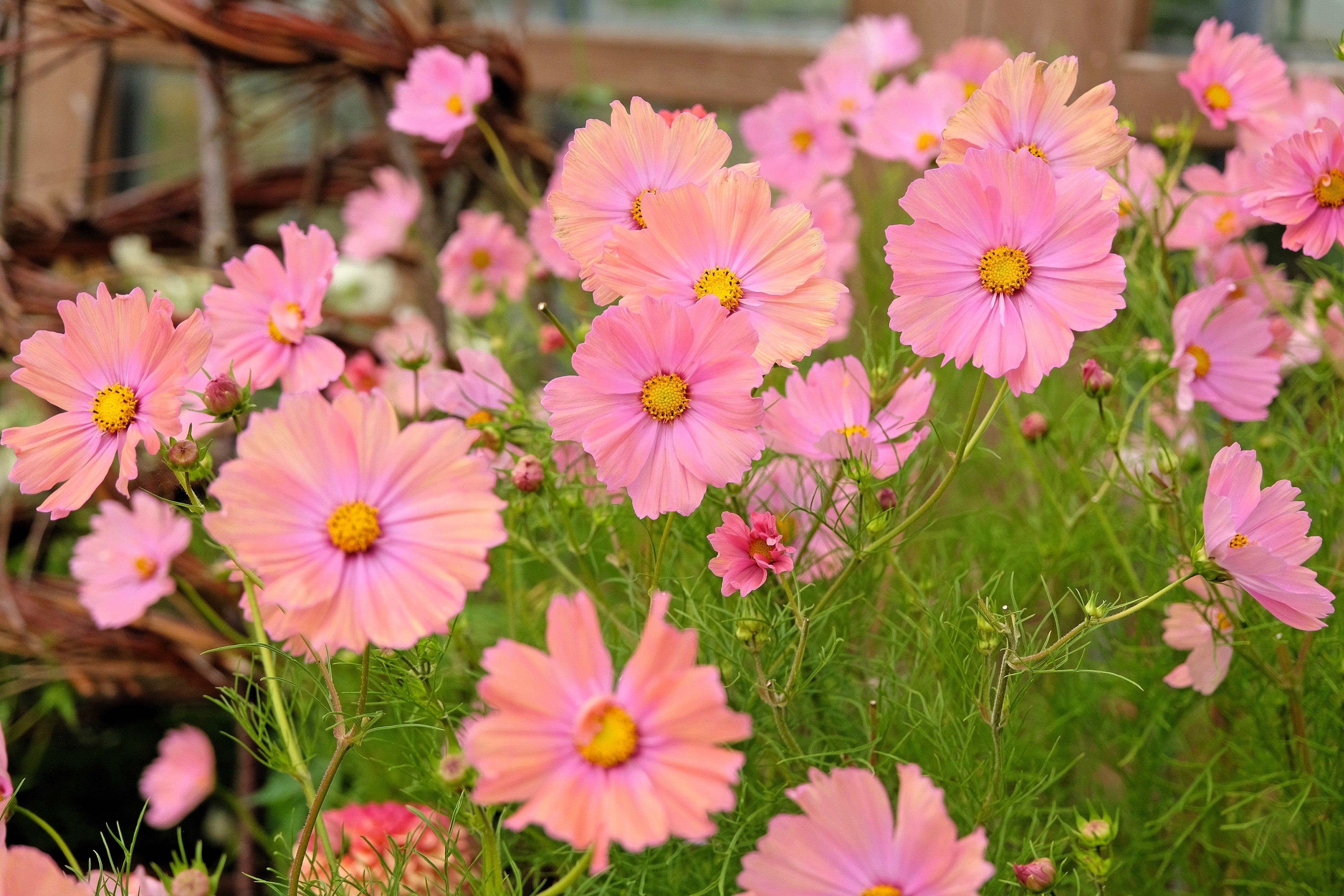 20 APRICOTTA COSMOS Bipinnatus Apricot & Rose Pink Bicolor Flower Seeds