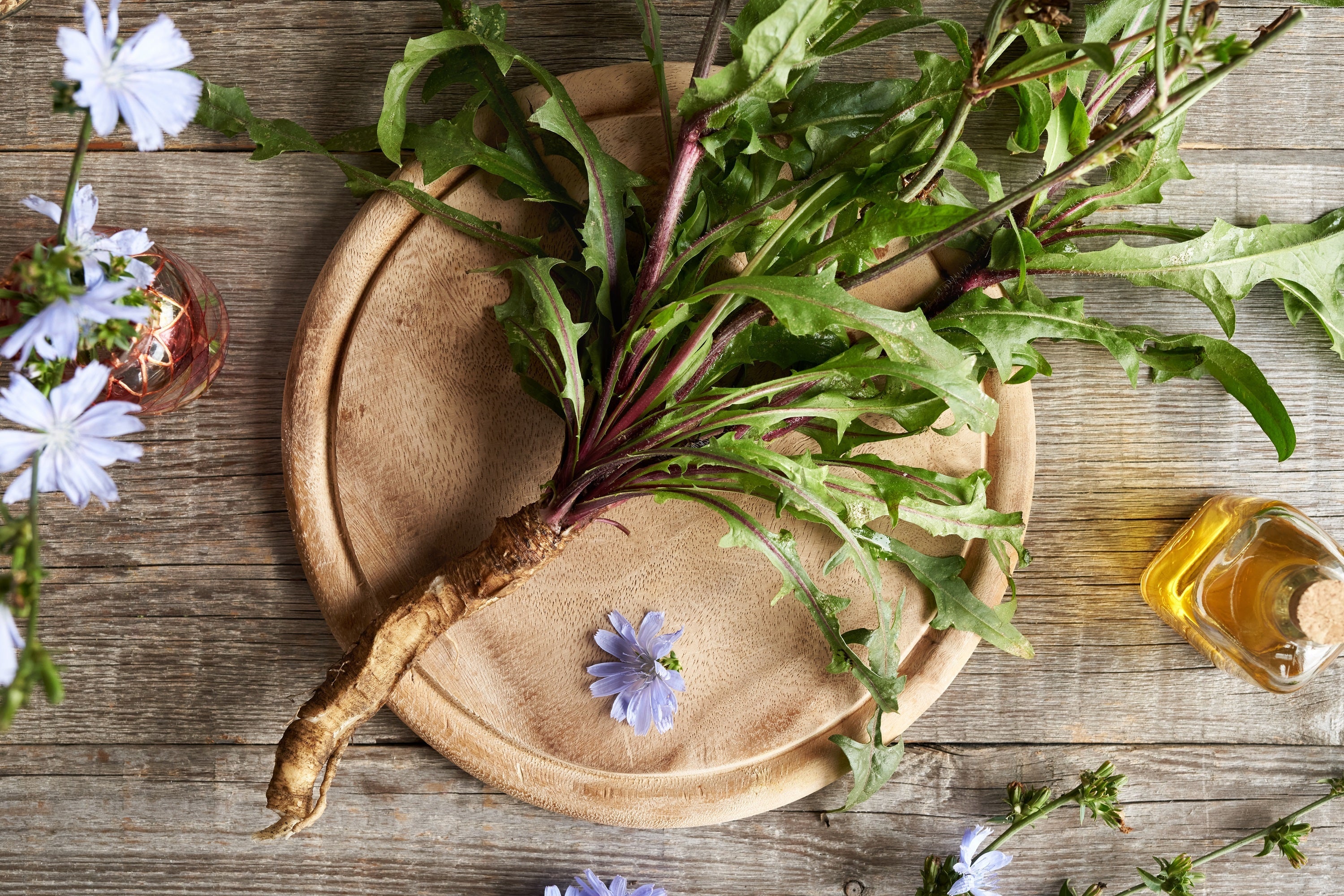 1000 CHICORY (Blue Daisy / Blue Sailors / Coffeeweed / Succory) Chicorium Cicorium Intybus Flower Herb Seeds