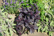 500 RED RUBIN BASIL Ocimum Basilicum Purpurascens Spicy Herb White & Lavender Flowers Seeds