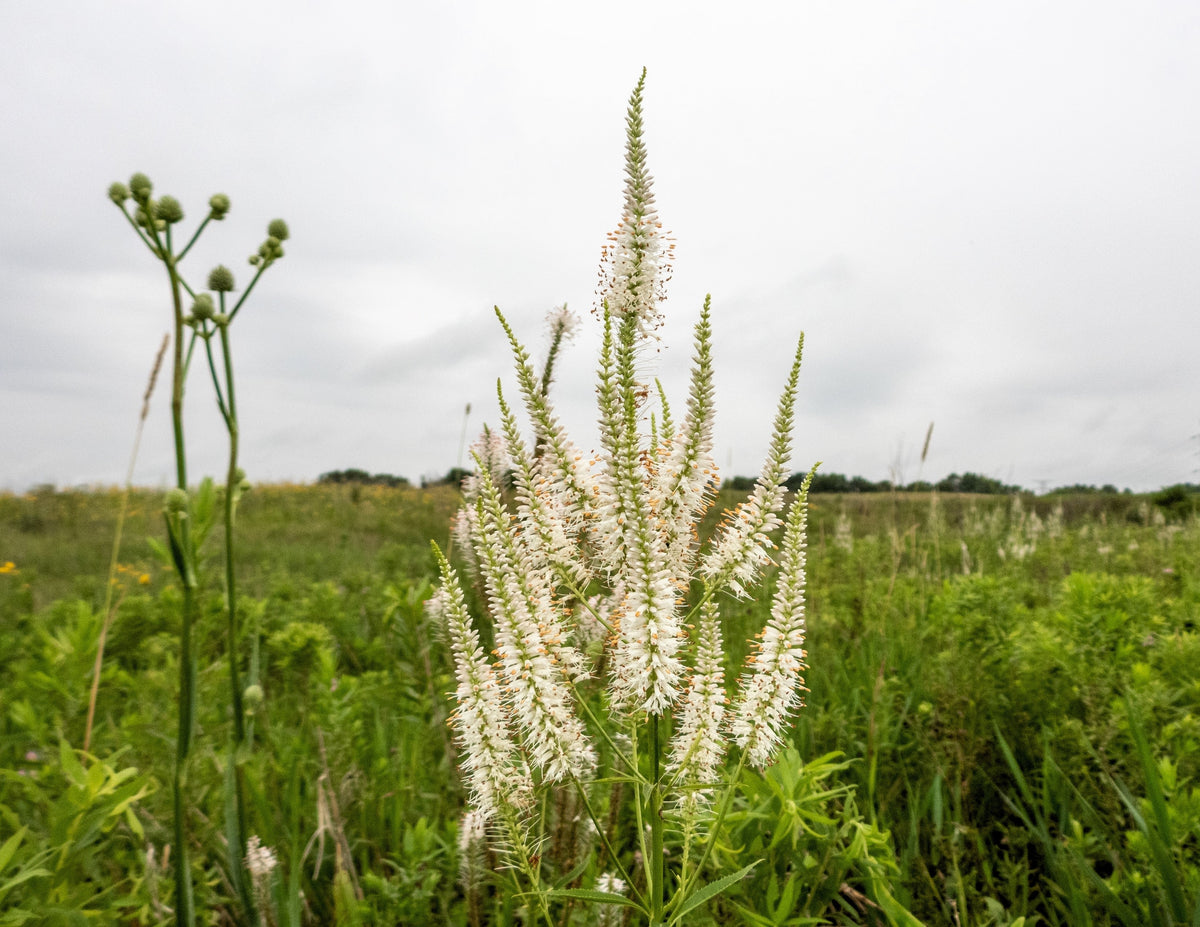 1000 CULVERS ROOT (Black Root) Veronicastrum Virginicum Flower Seeds